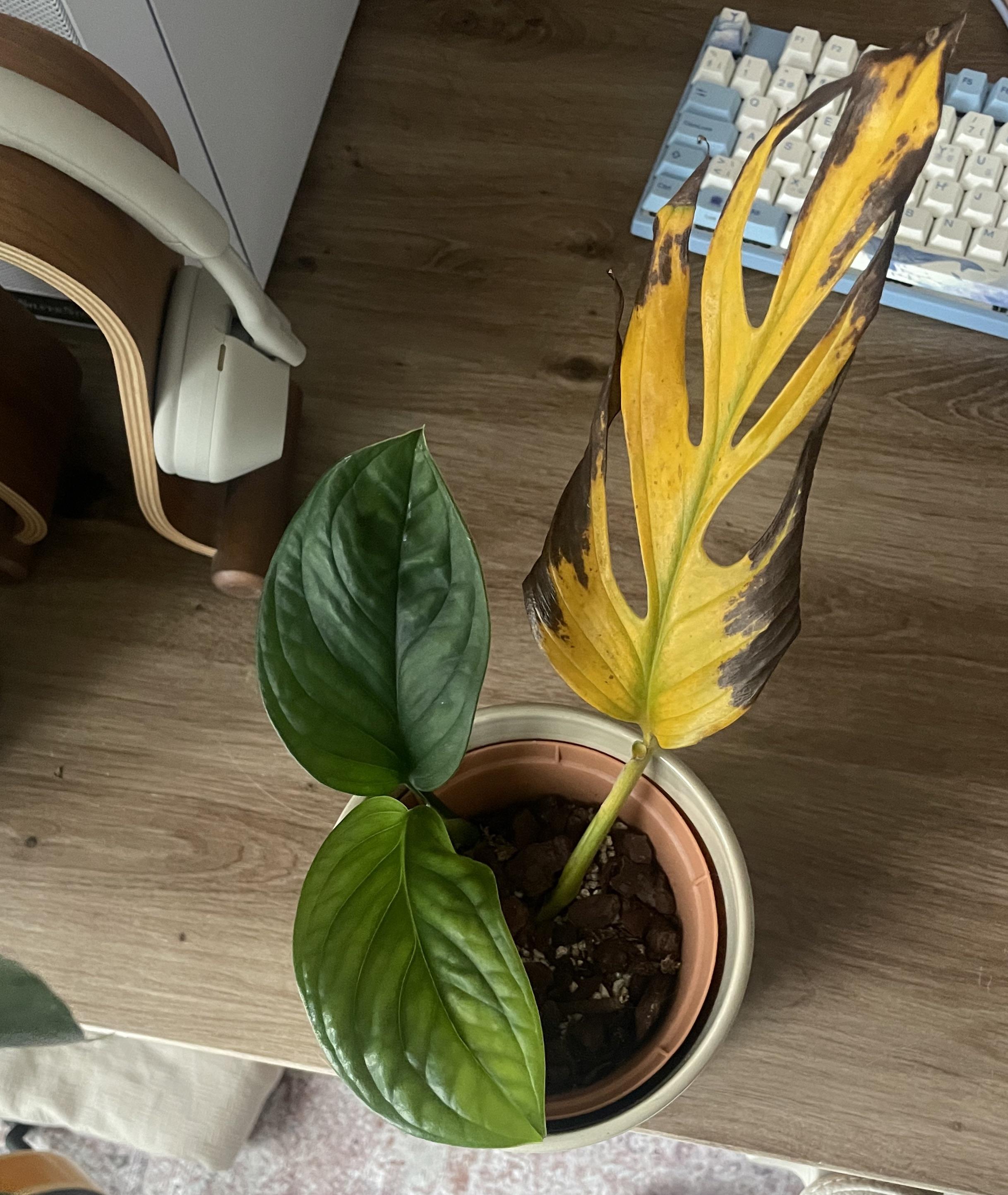 Why is my monstera turning yellow? r/plantclinic