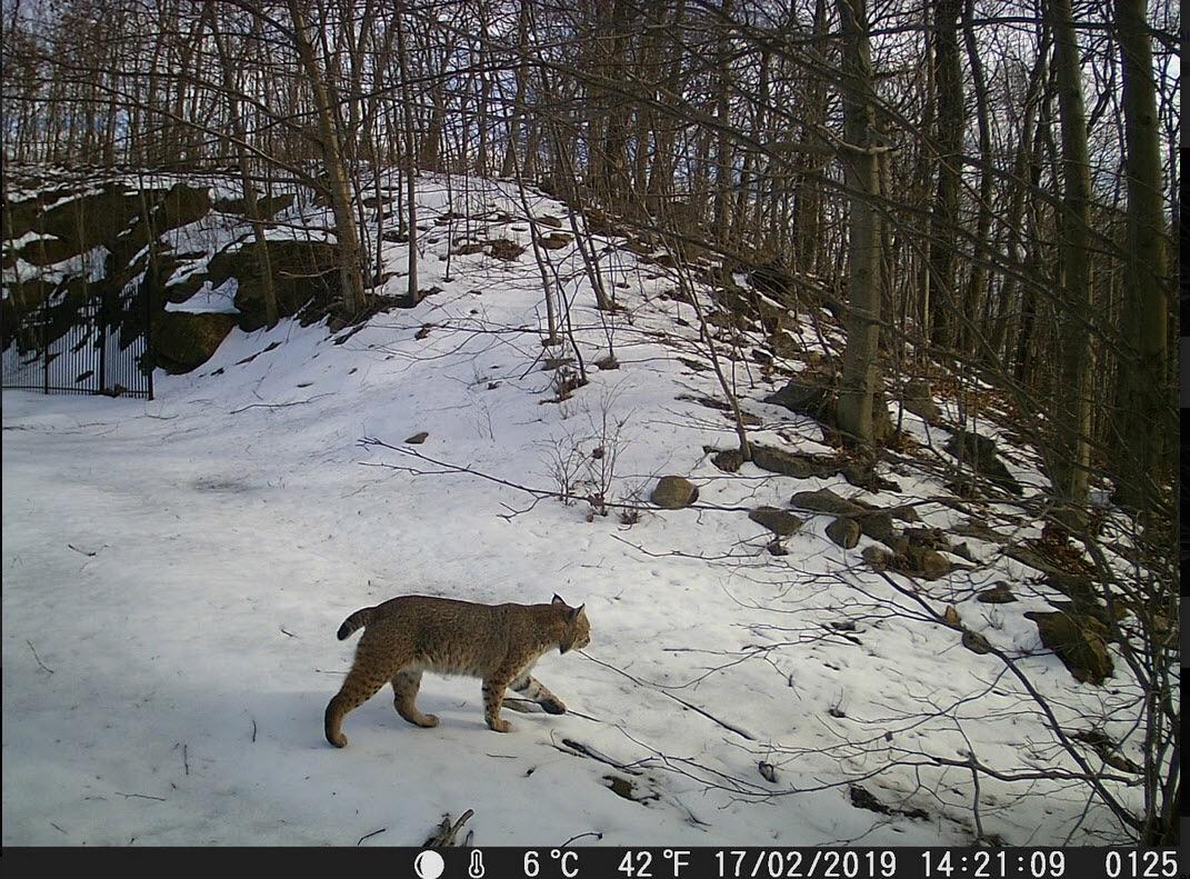 Bobcat spotted on my trail cam! r/Connecticut