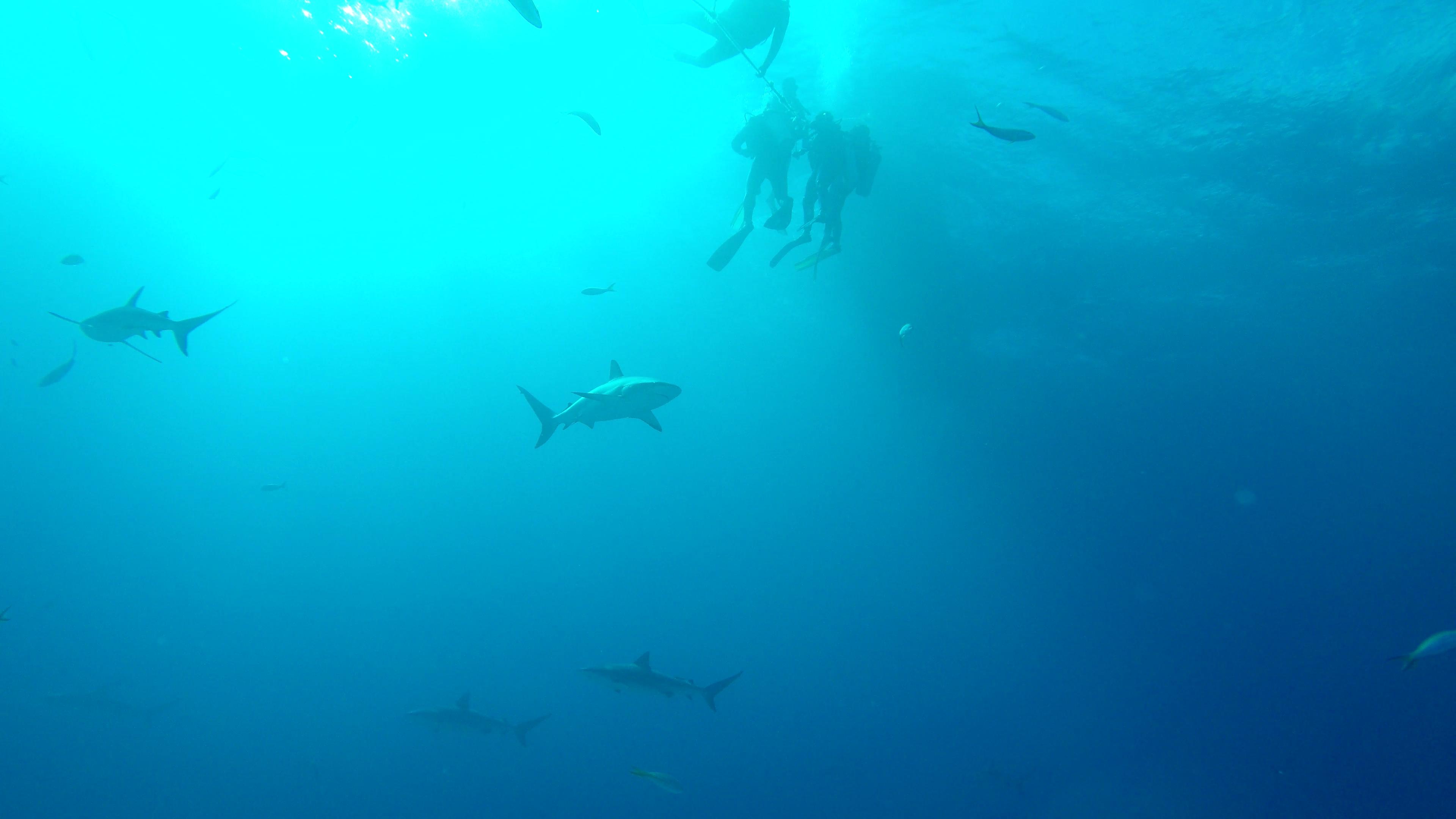 Safety Stop! : r/scuba