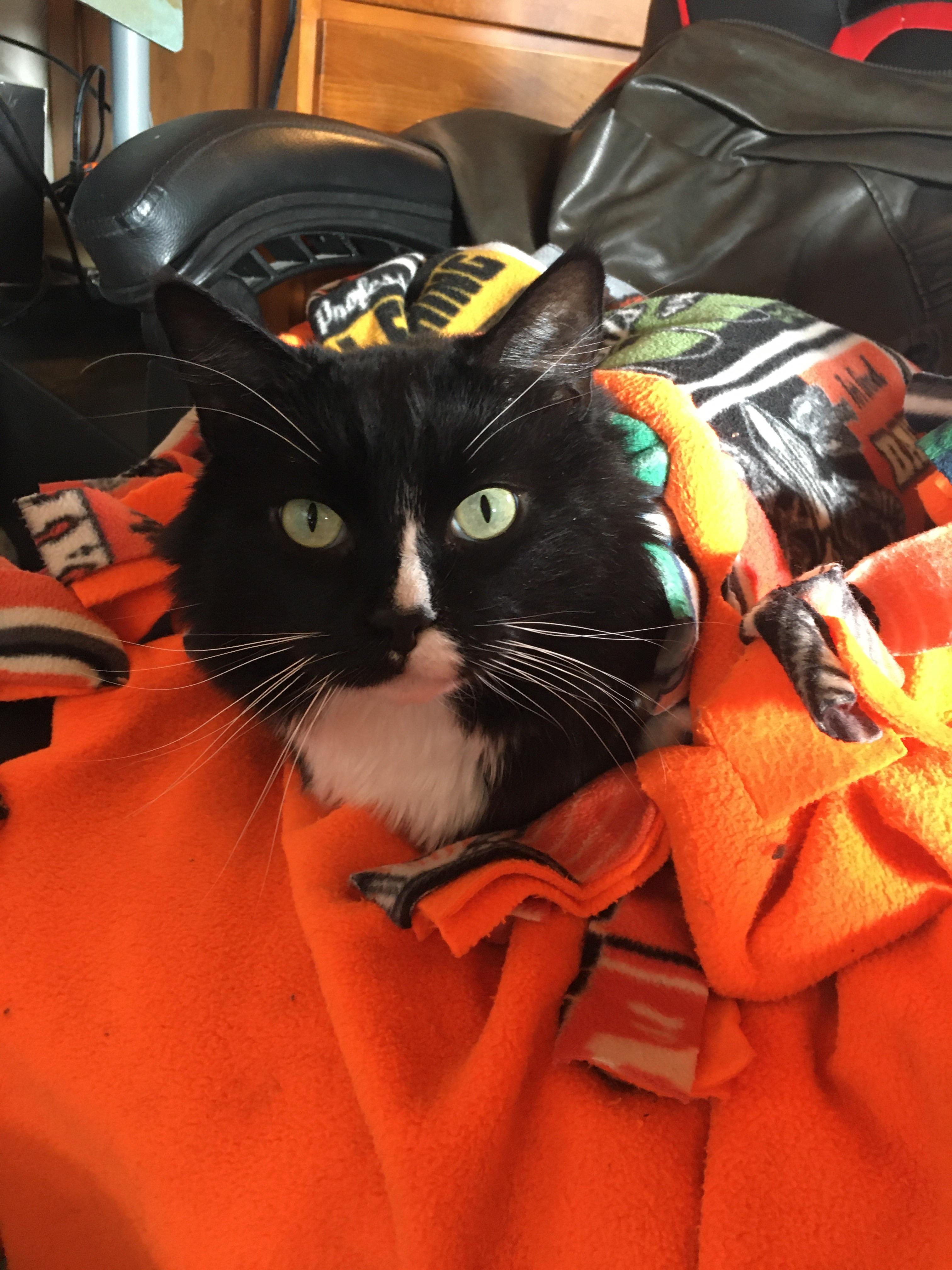 My cat likes blankets r/cats