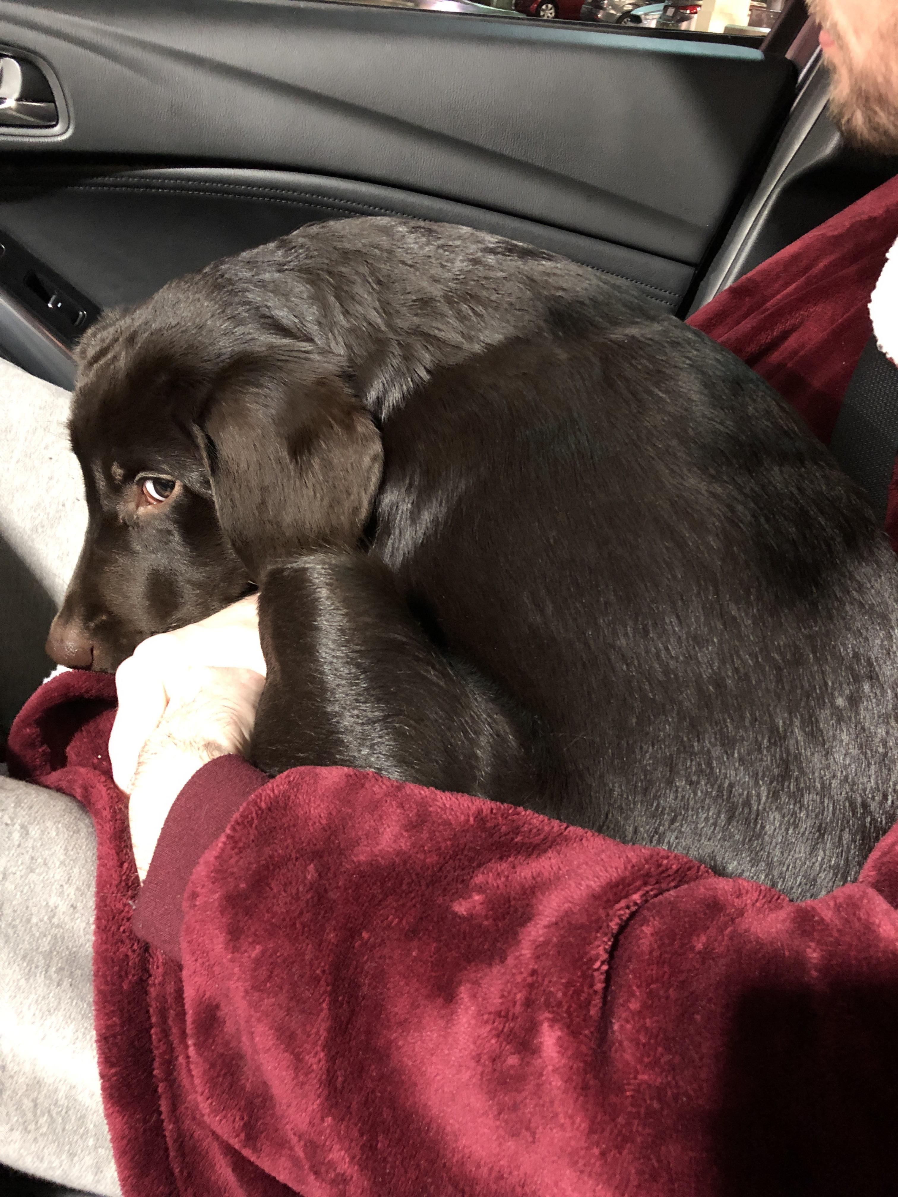 Car rides still make Charlie Brown nervous r/dogpictures