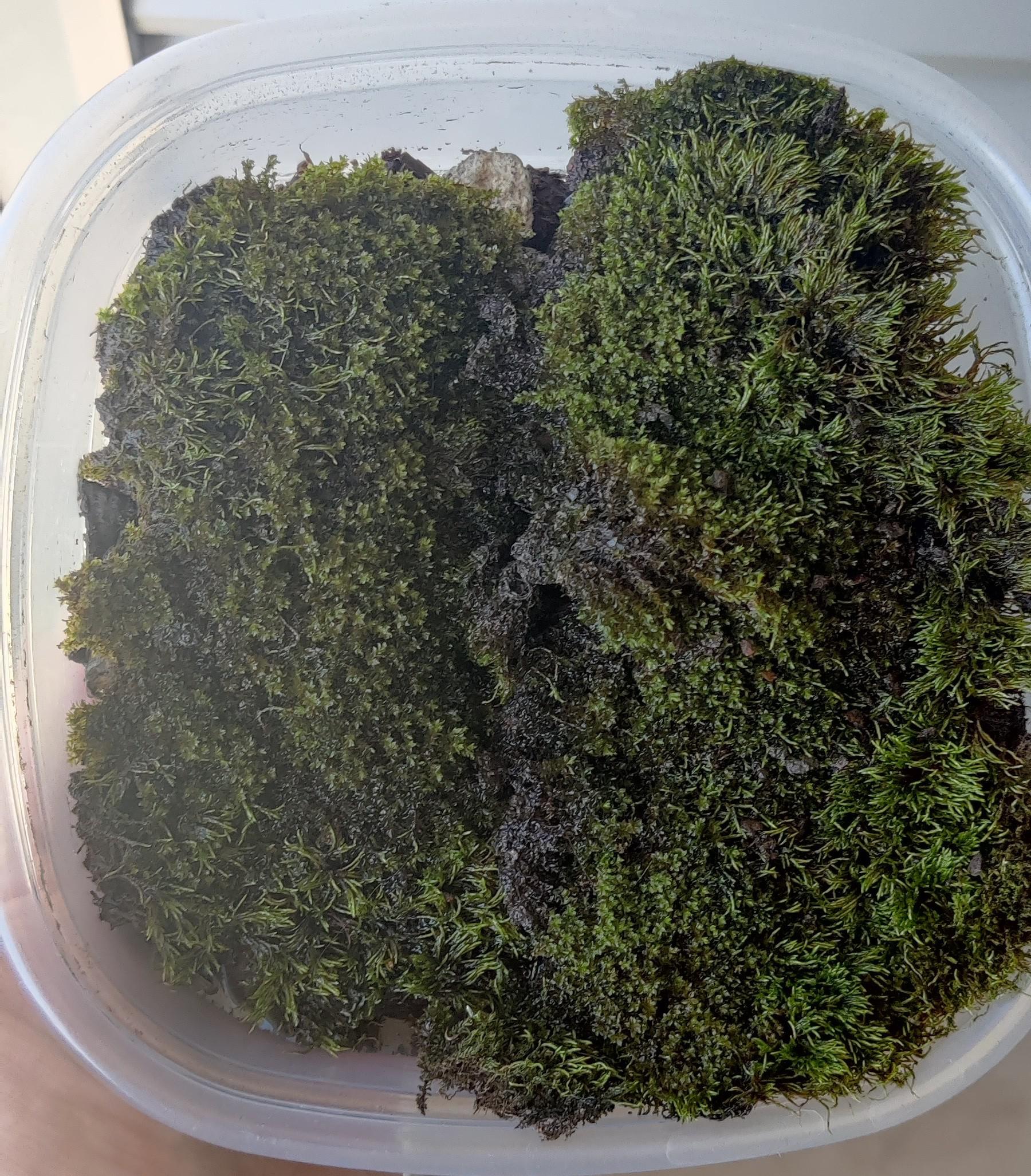 This moss turned dark green. How can I make it light green again? r