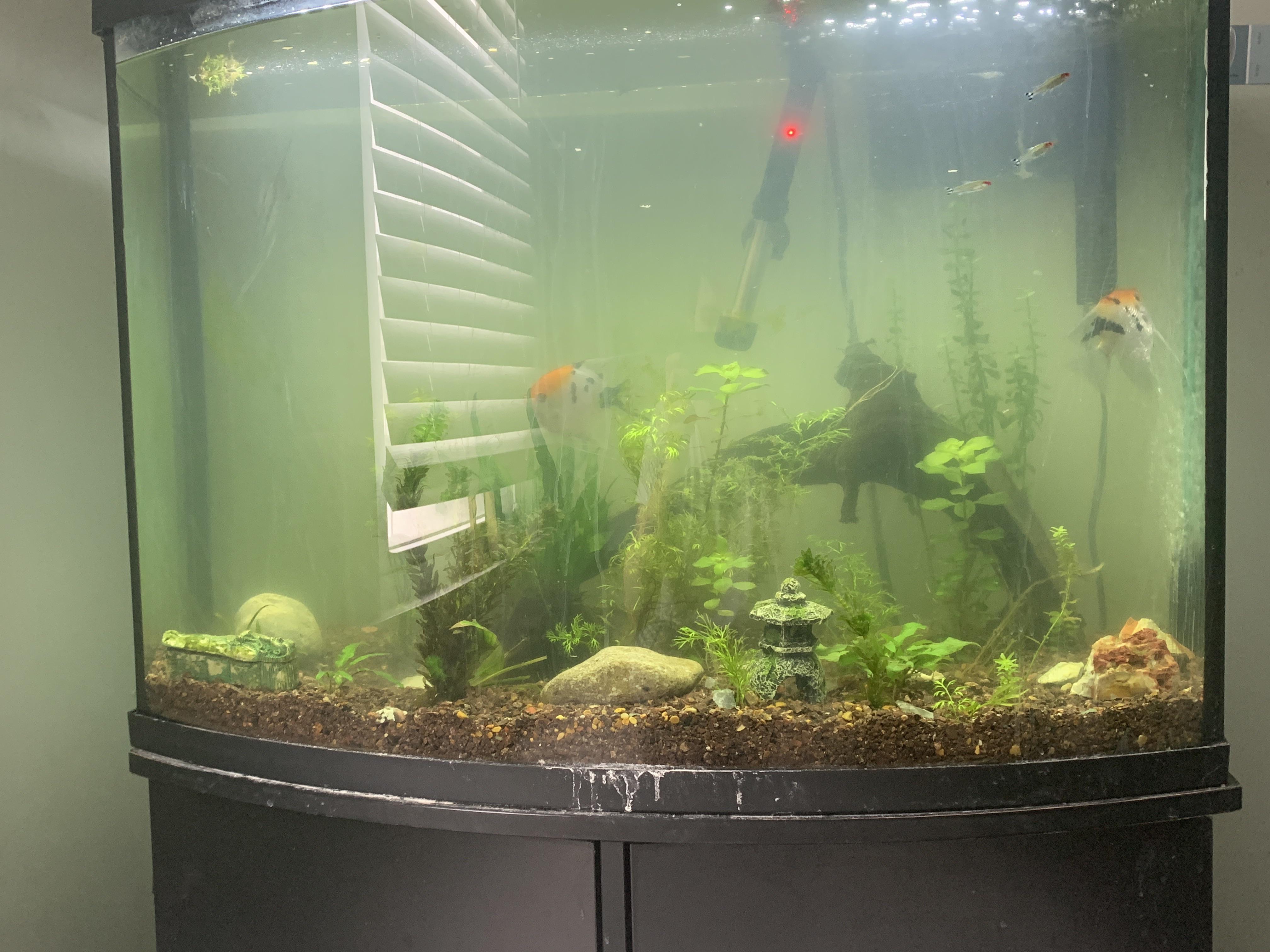 Pourquoi mon eau d'aquarium estelle verte