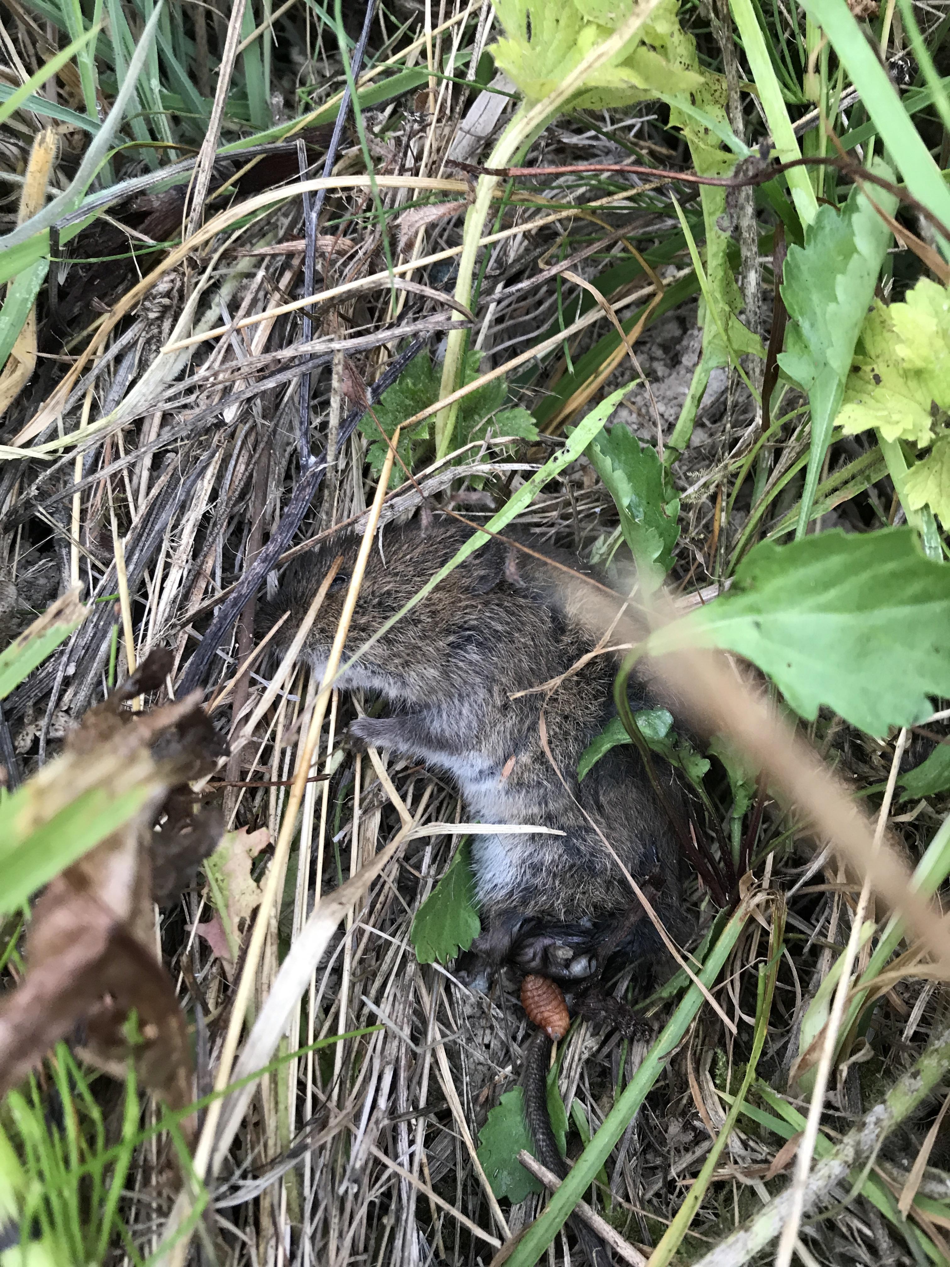 My dog killed a live vole and some larvae started crawling out of its