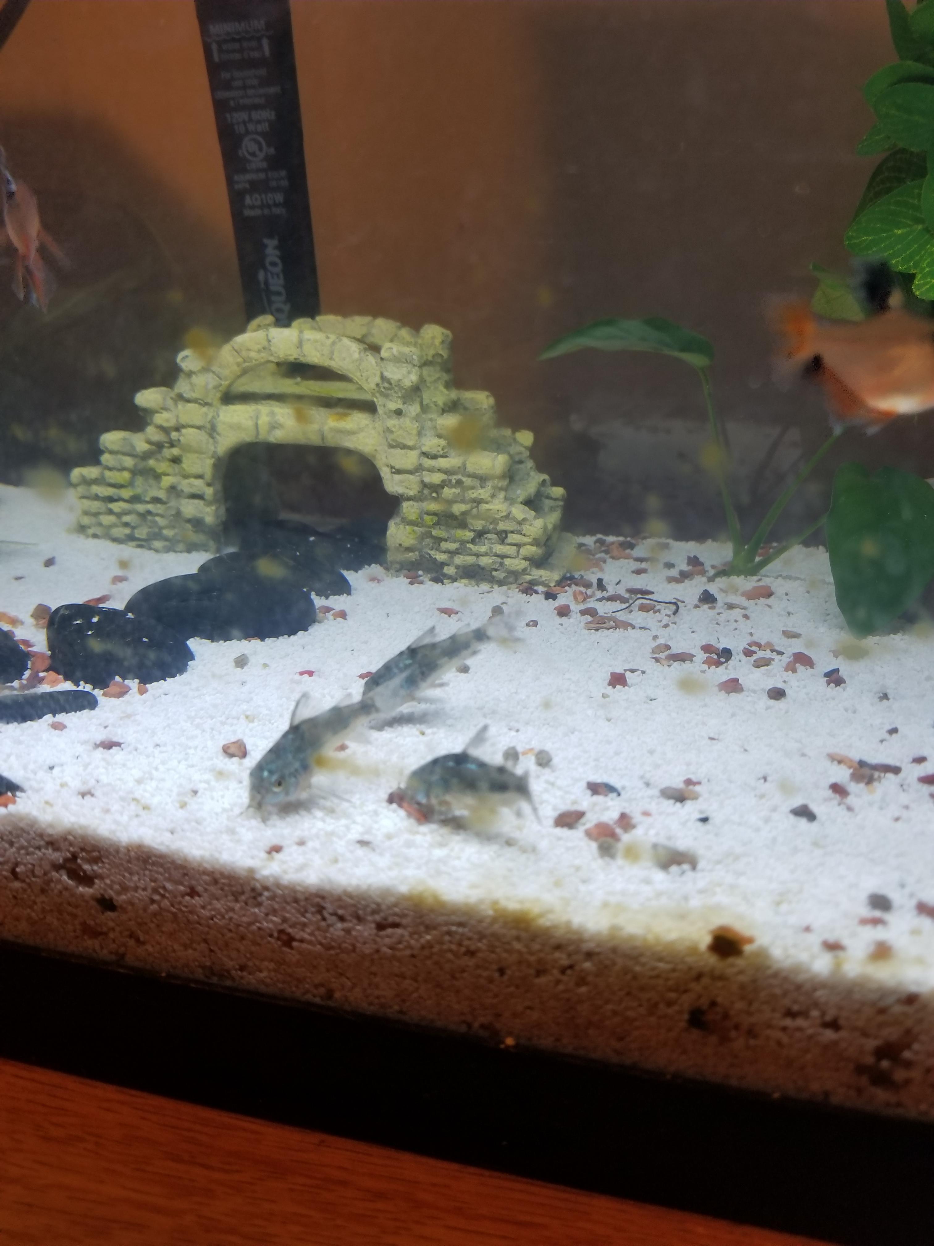 These brown spots just started appearing on the front of my tank. What