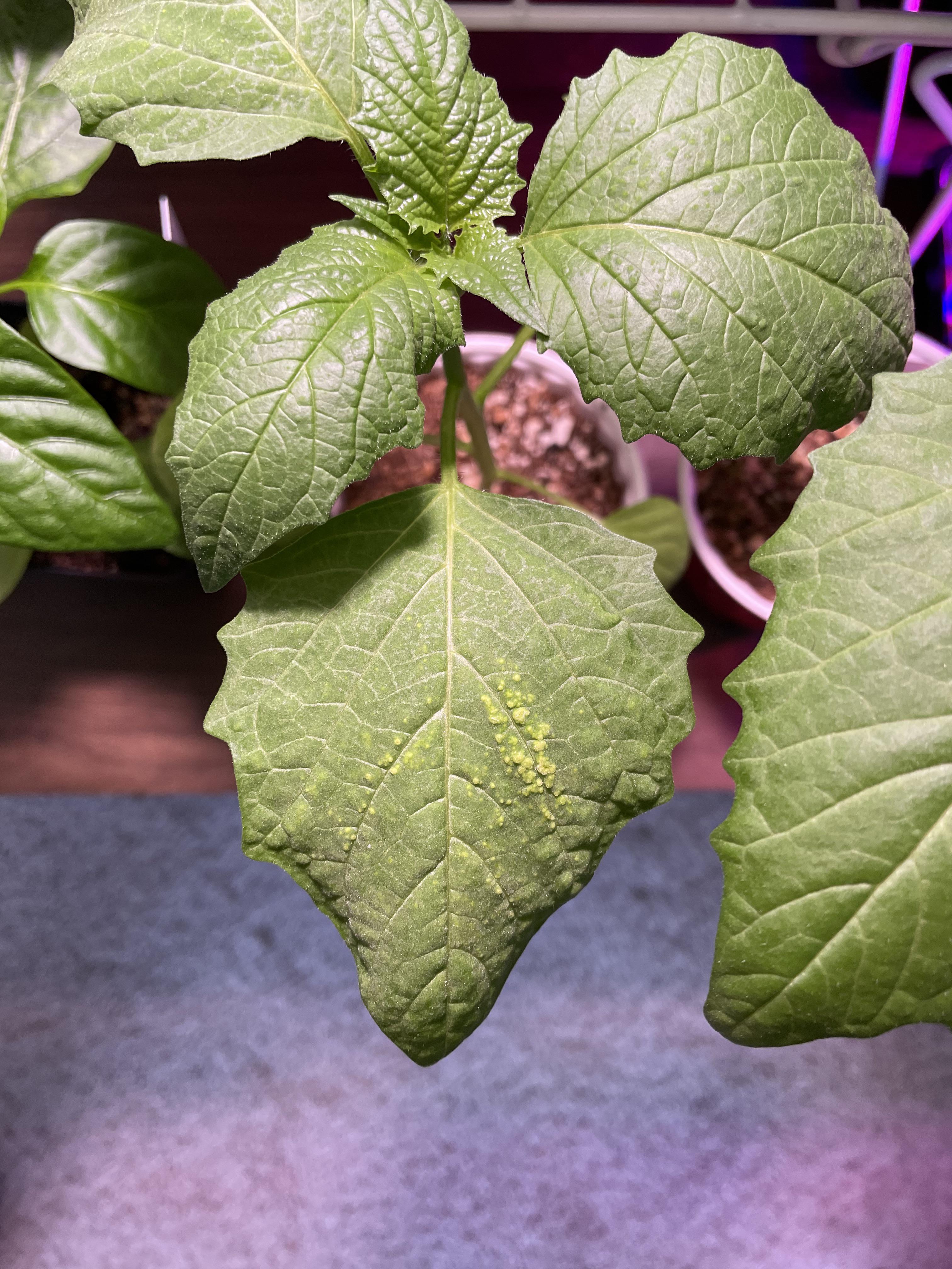 What’s wrong with my tomatillo plant? r/plantclinic