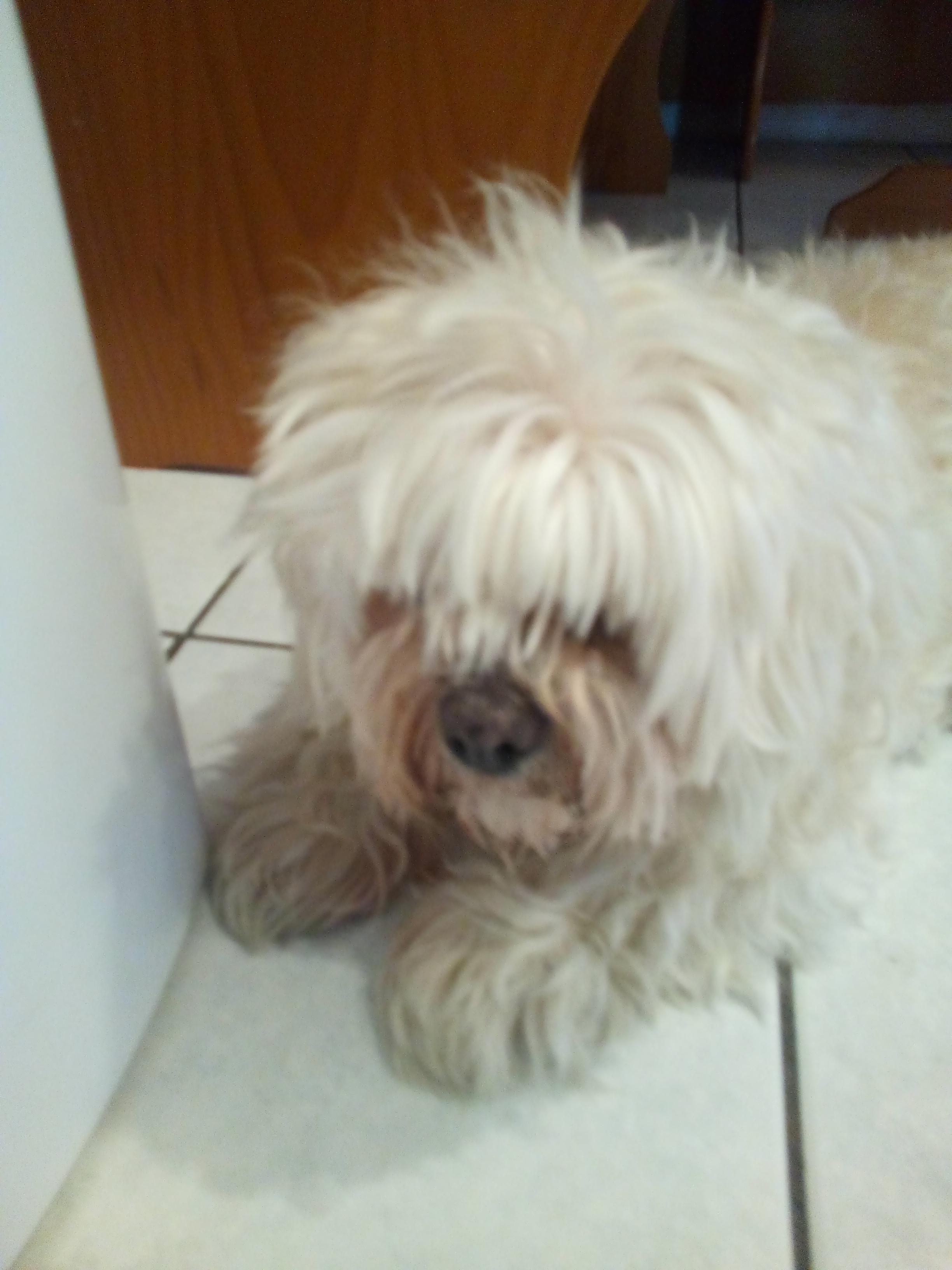 This is my dog ginger she is blind but she always loves to explore and