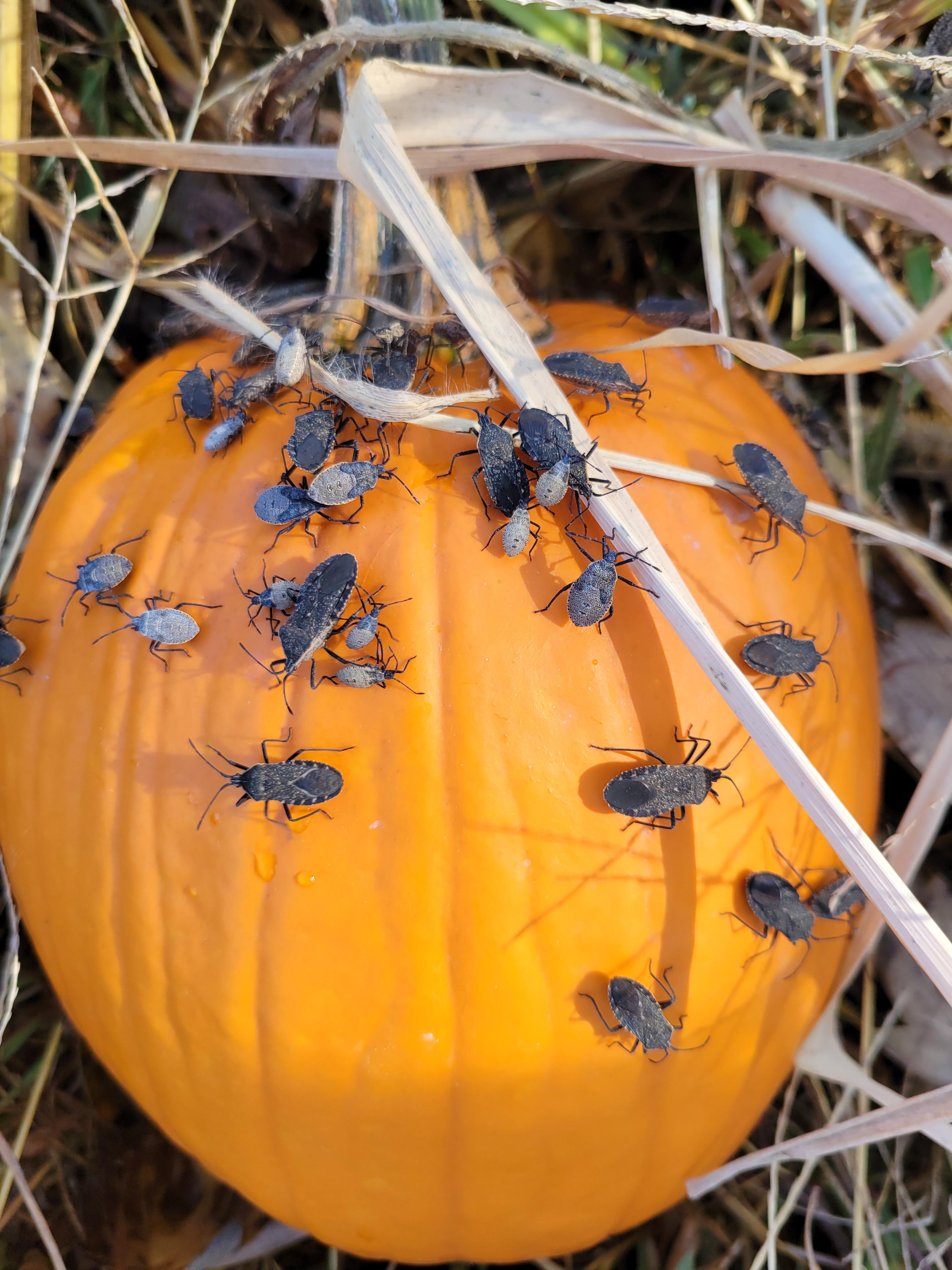 what are these little guys and what do they want with my pumpkin! So