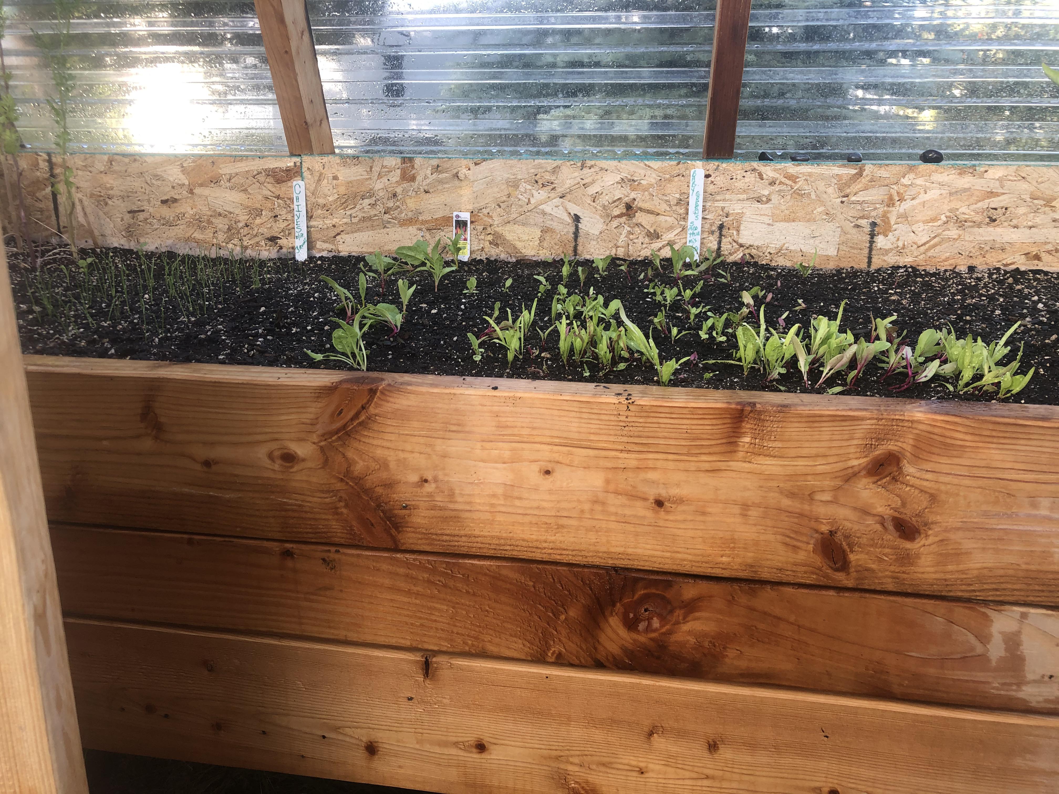 SOS 🆘 Jumped right in to Greenhouse gardening knowing very little. Indoor raised beds. We got