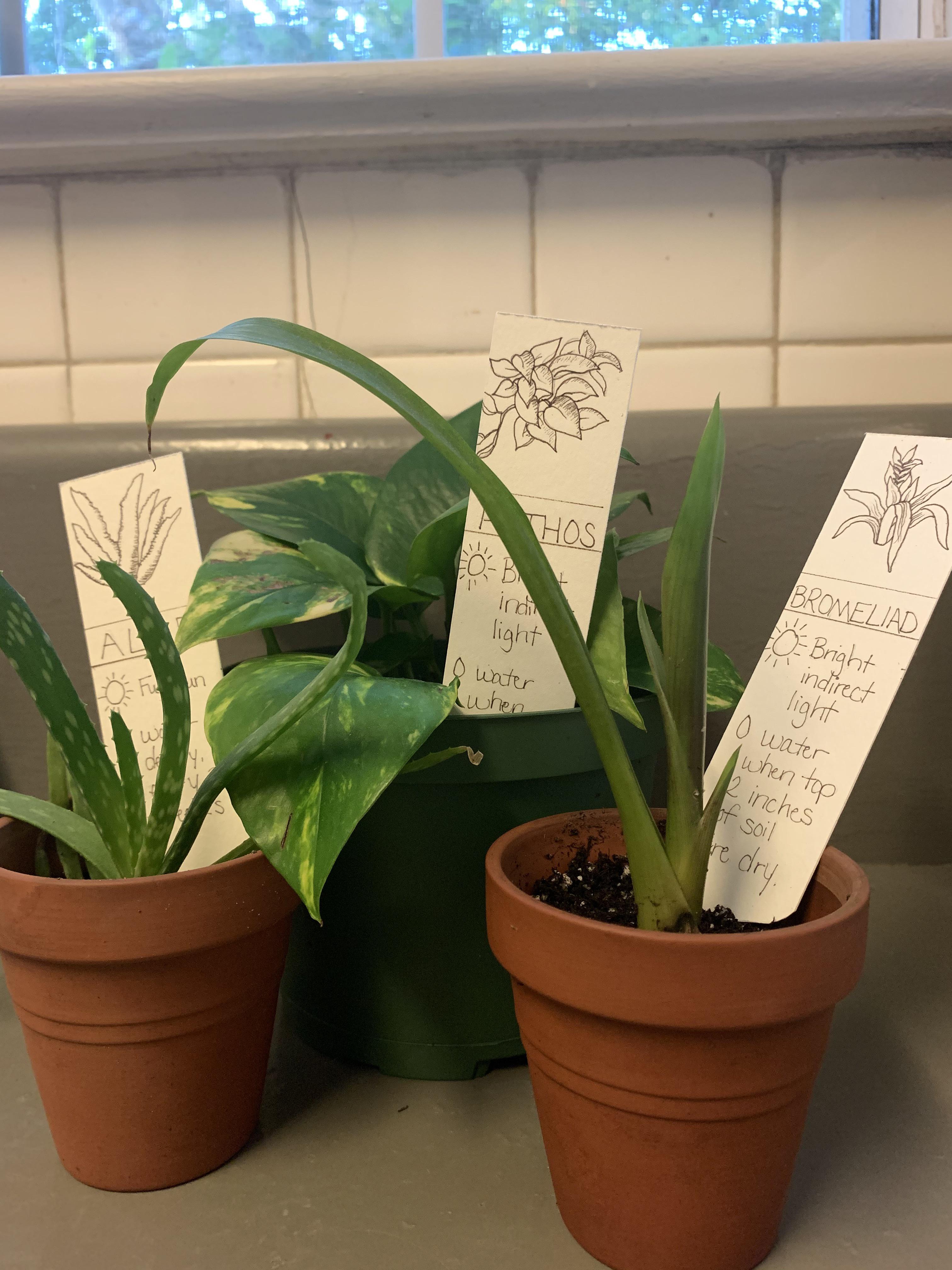 Nothing makes me happier than propagating and growing plants for