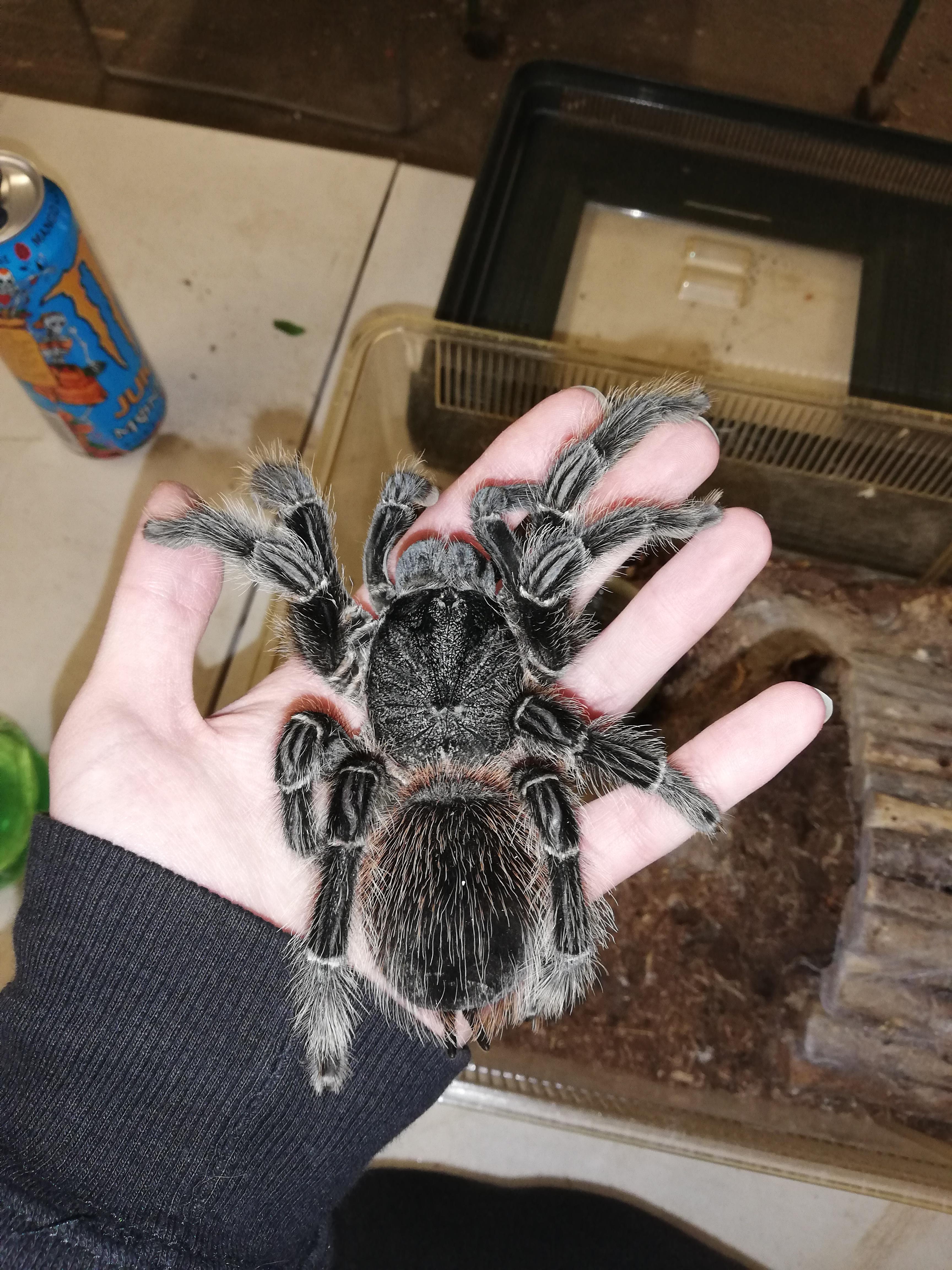 Giant Salmon Pink Tarantula