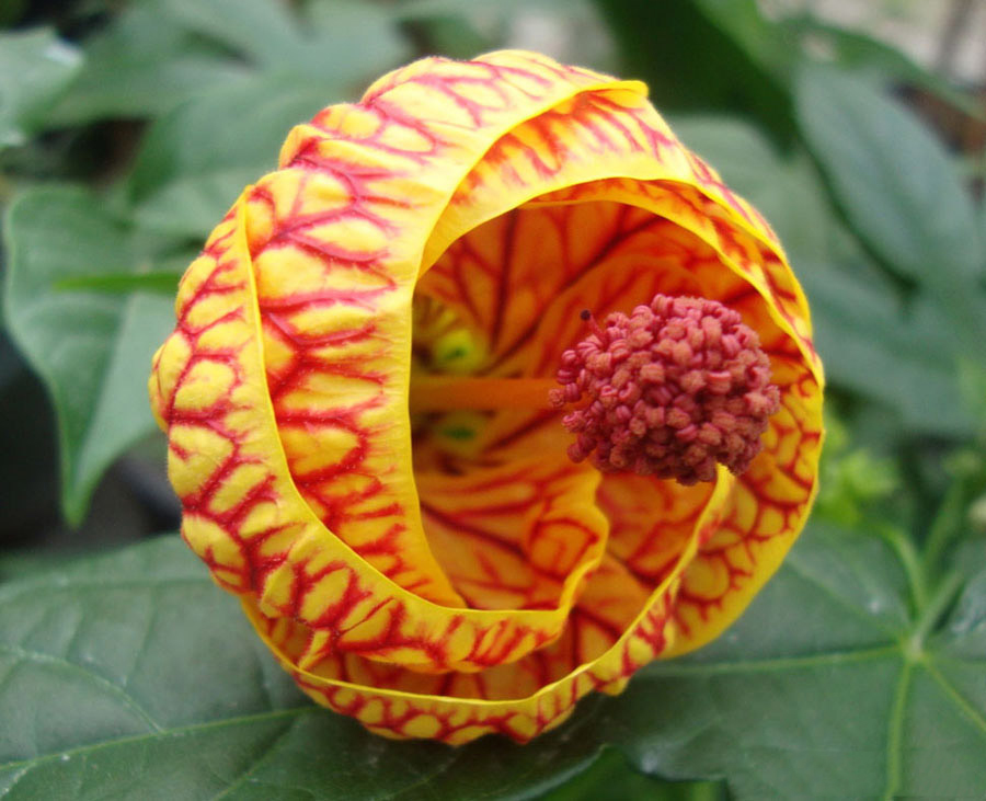 🔥 Chinese Lantern Flower. 🔥 r/NatureIsFuckingLit