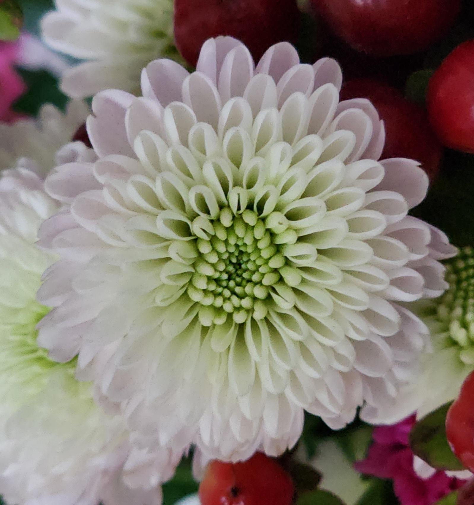 Grocery store flower r/flowers