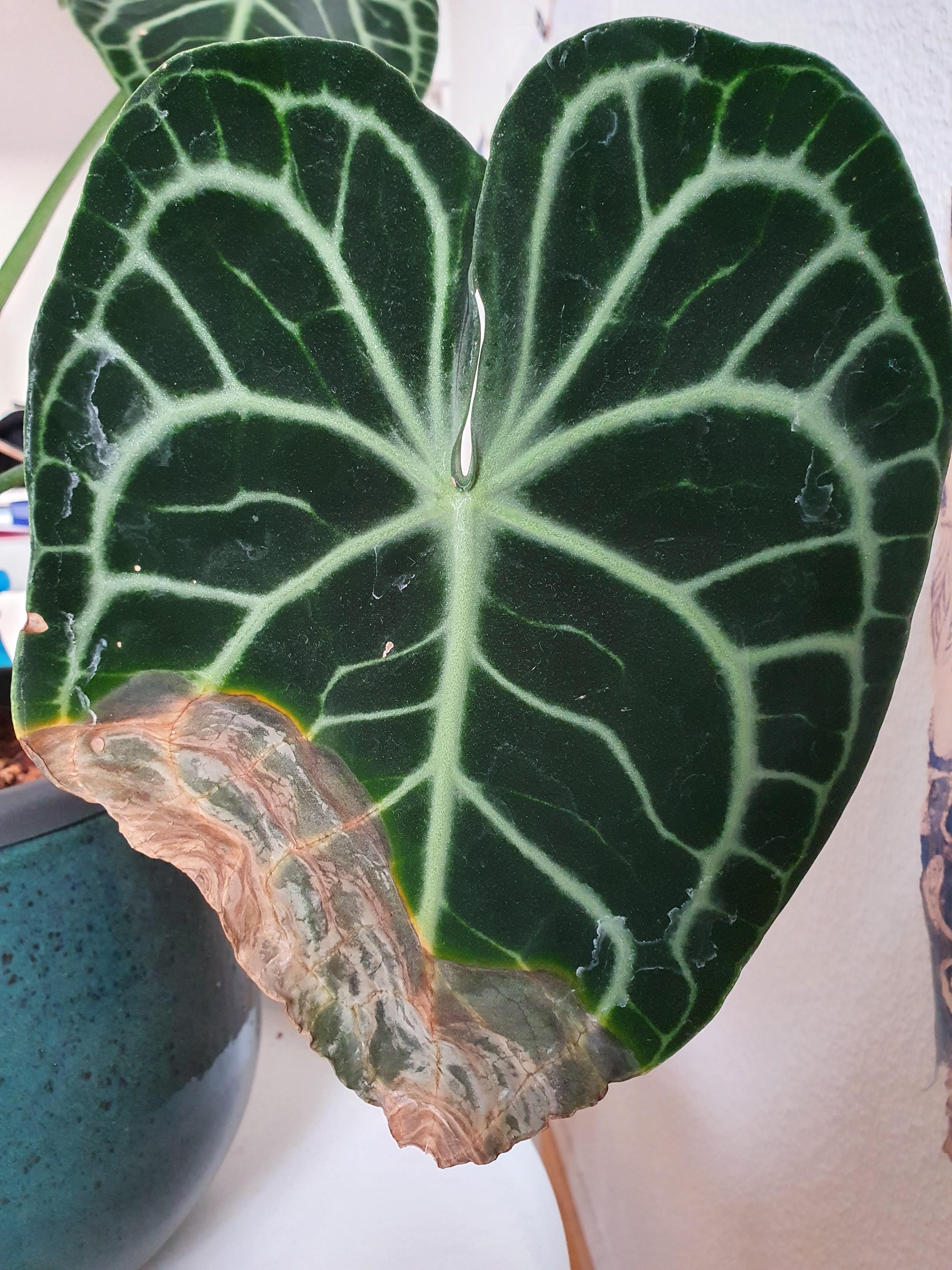 Got this Anthurium Clarinervium in August. She's doing well but this