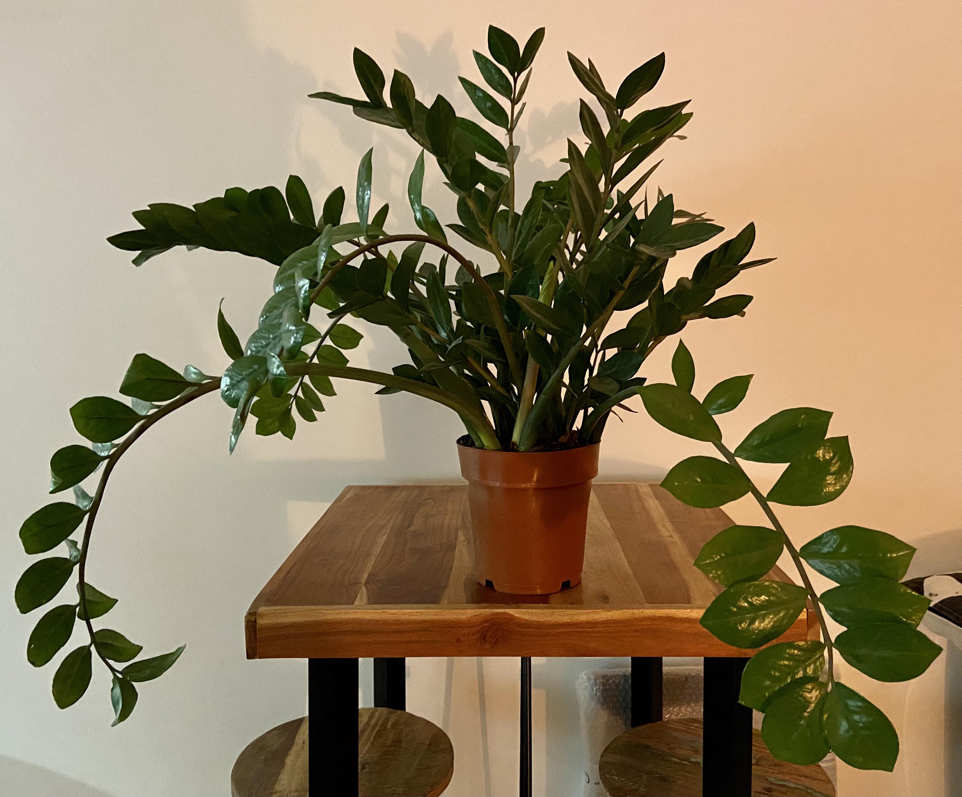 My ZZ plant is drooping, help appreciated r/houseplants