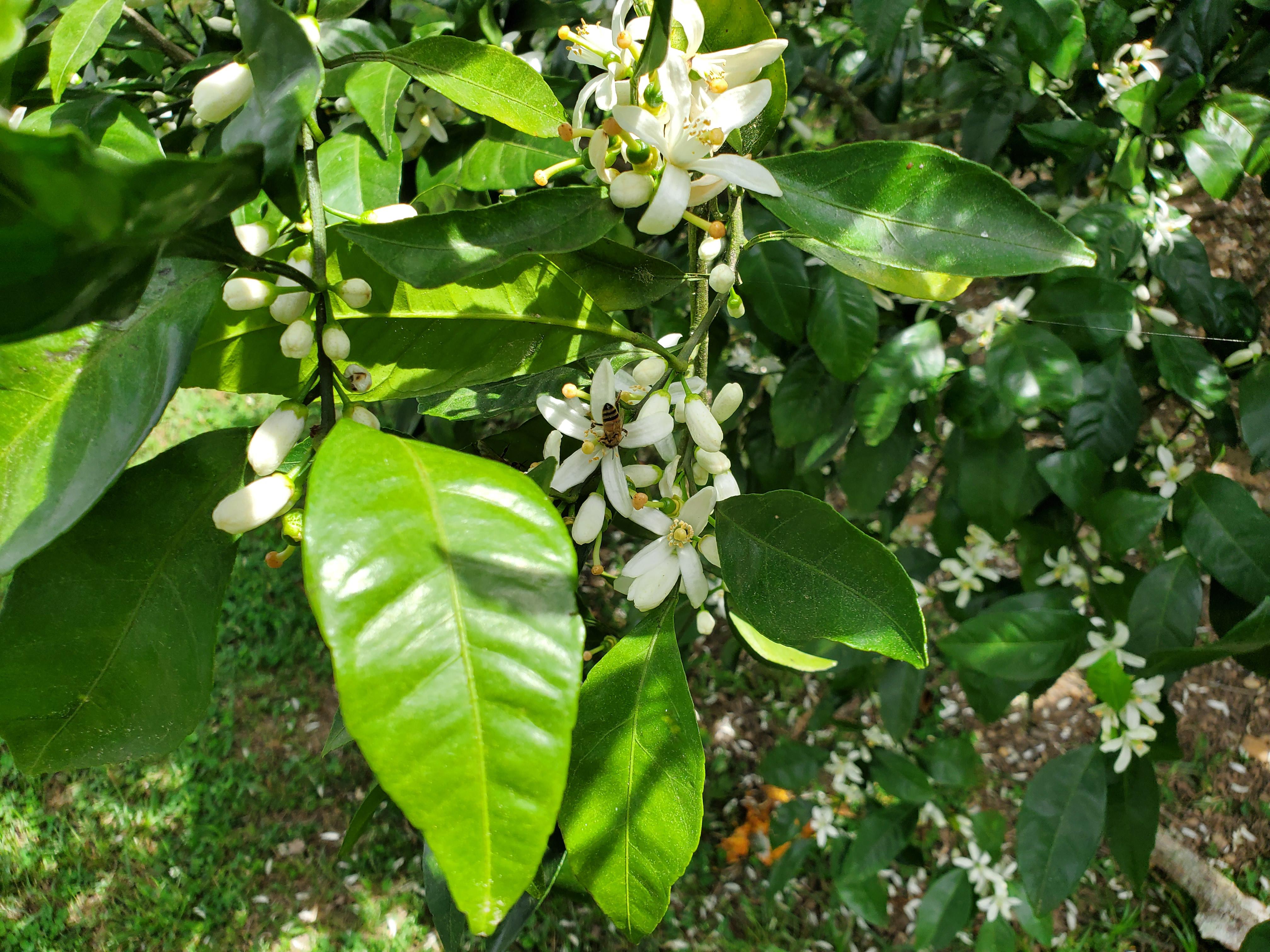 Bees and blooms are what help give us satsumas at Christmas r