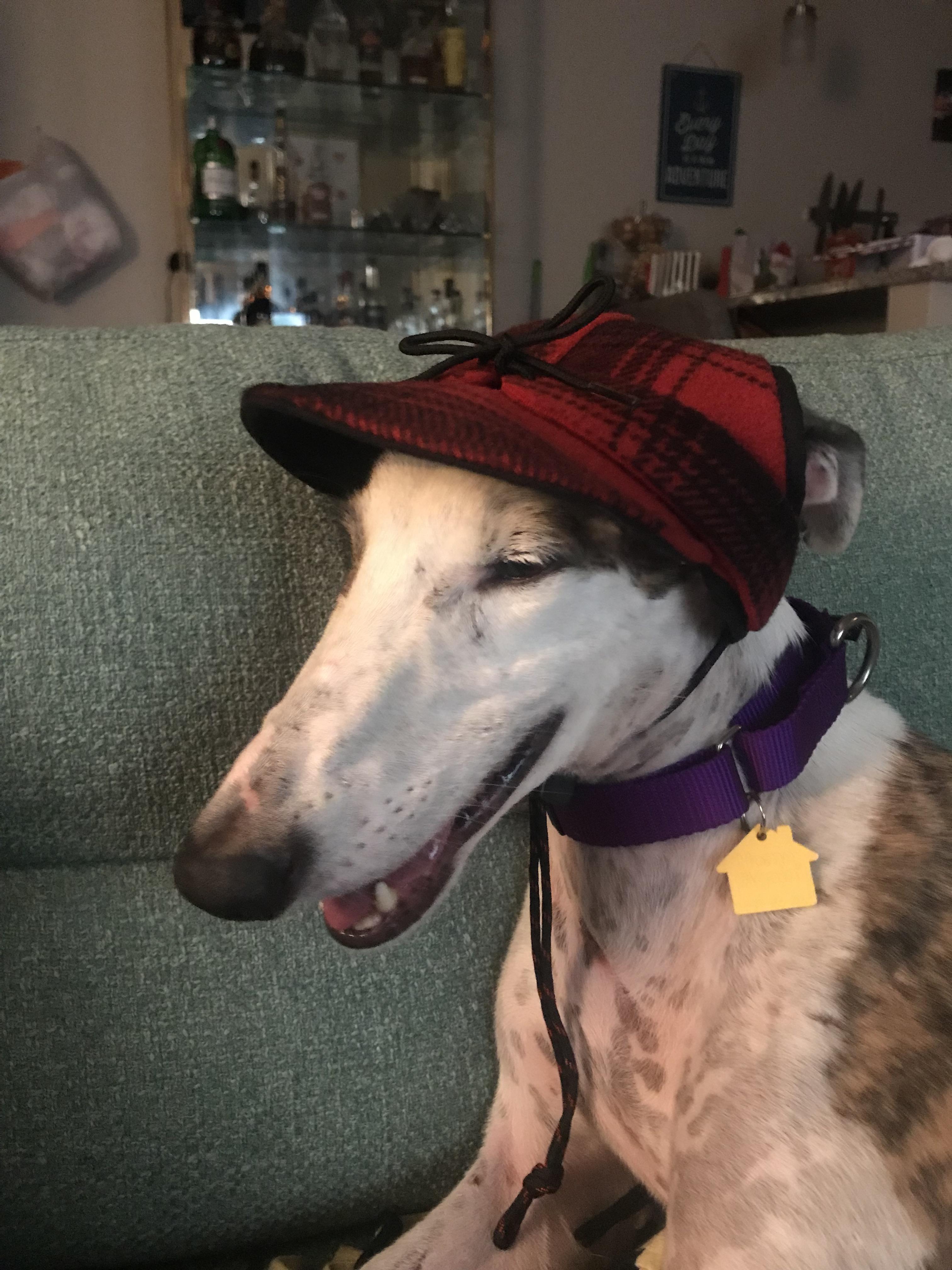 We brought this guy home this week. Reddit meet Sloe! r/Greyhounds