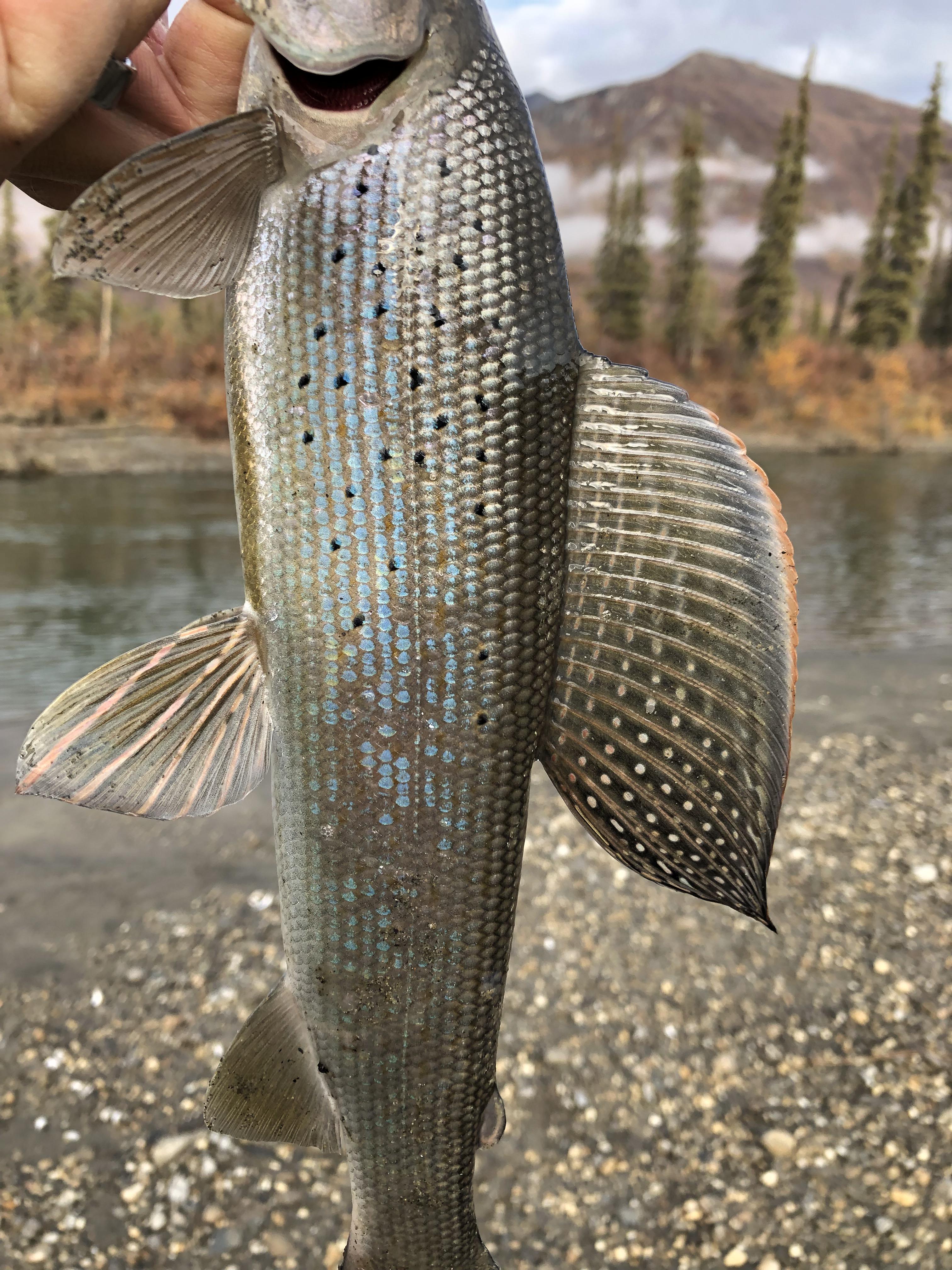 234 best Grayling images on Pholder Flyfishing, Fishing and Michigan