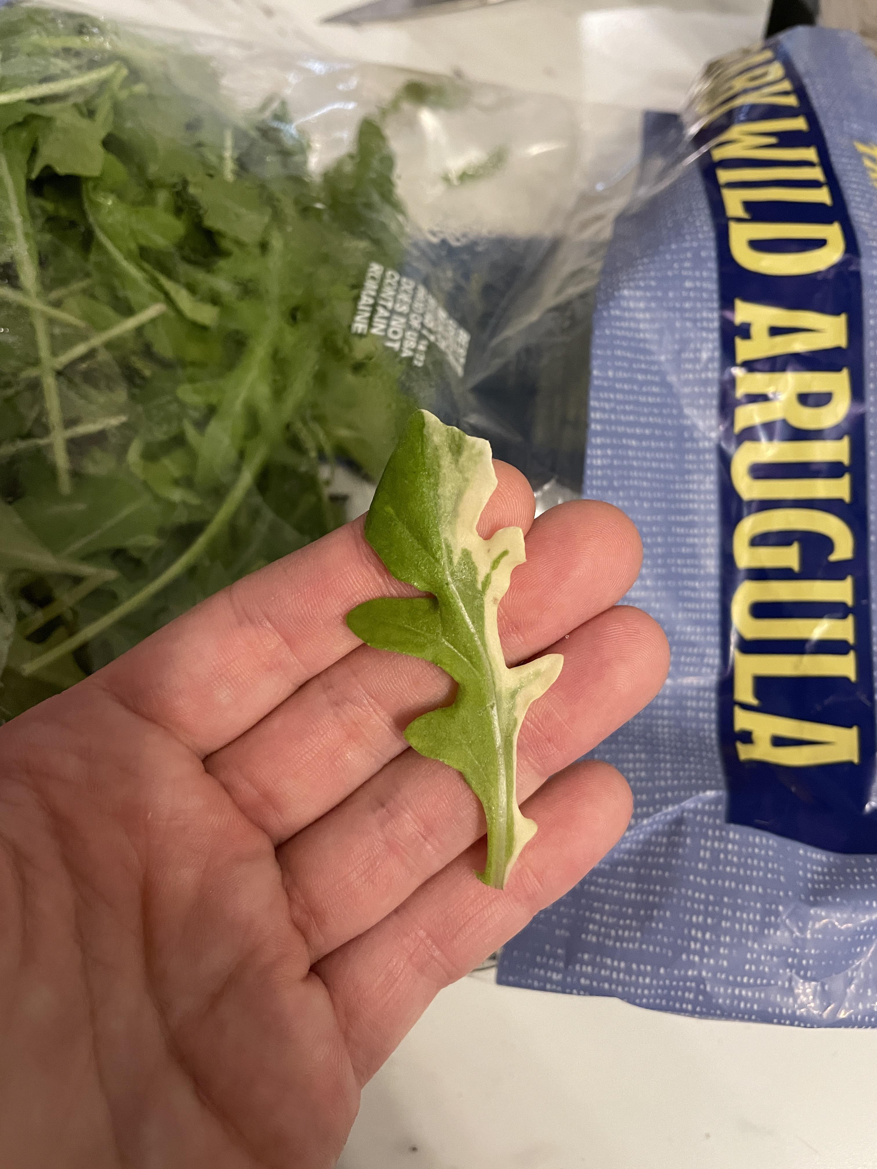 Found a variegated arugula leaf in my salad, how much can I sell it for