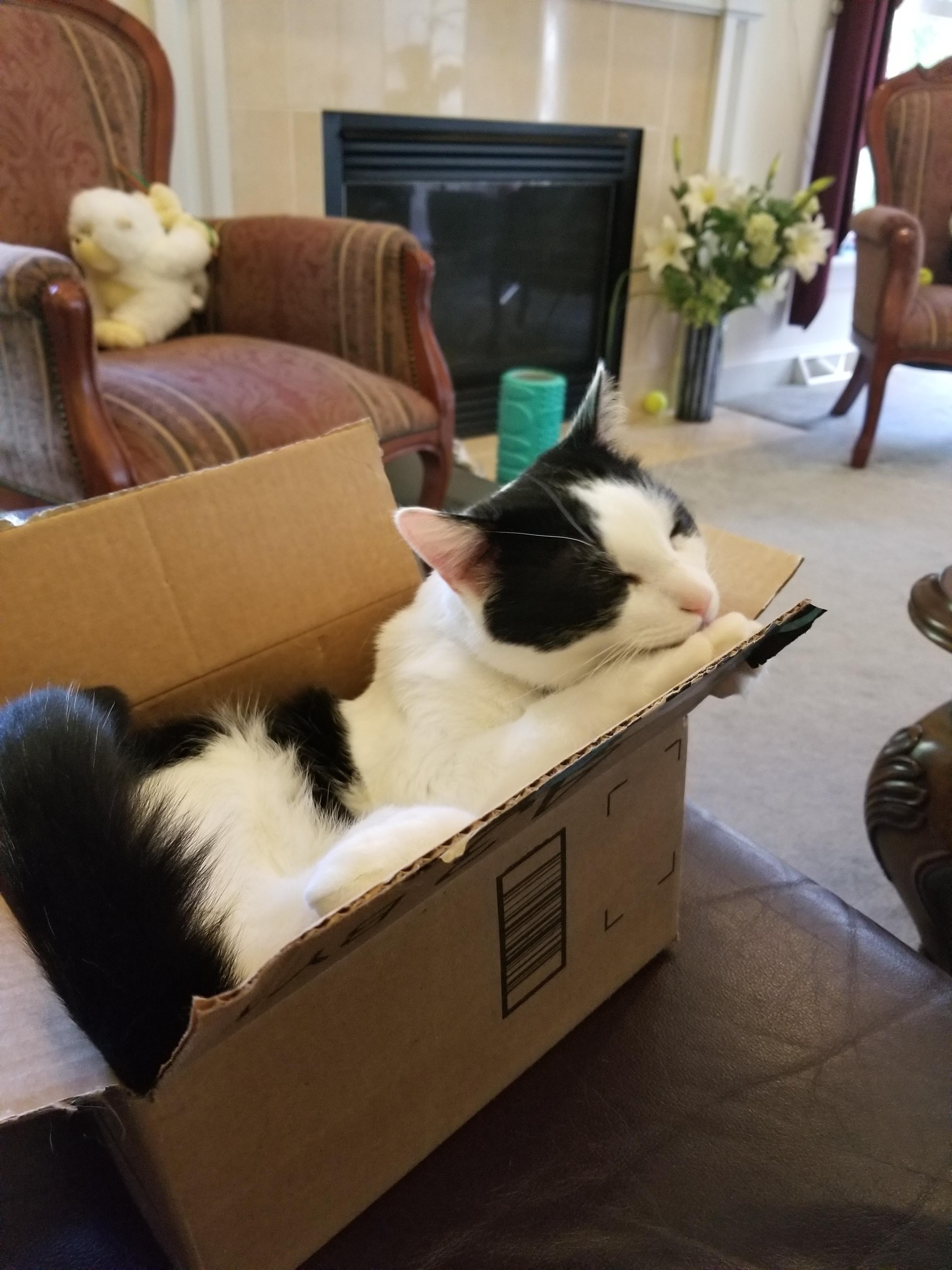 Cat in a box 📦🐈 r/aww