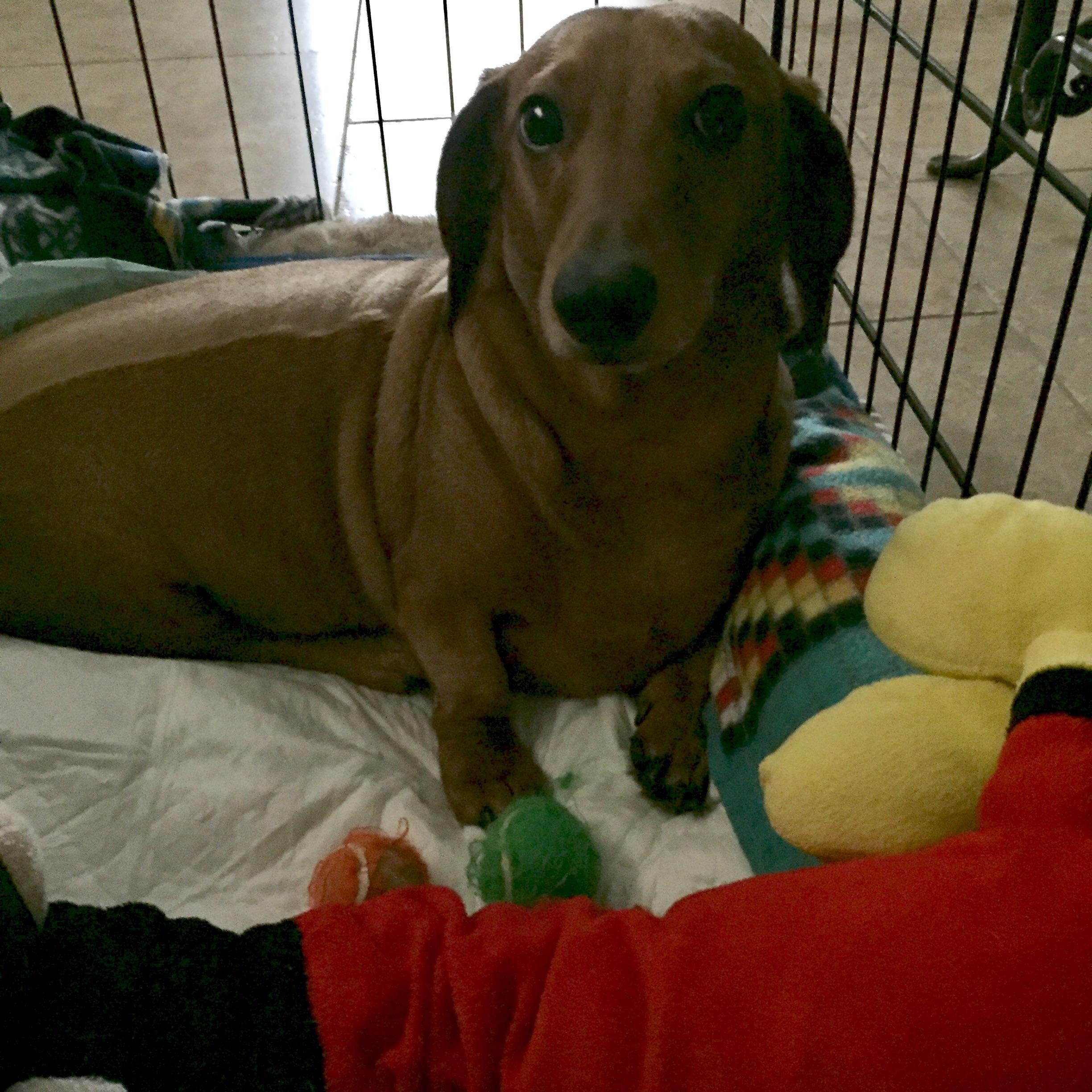 crate rest post surgery ( r/Dachshund