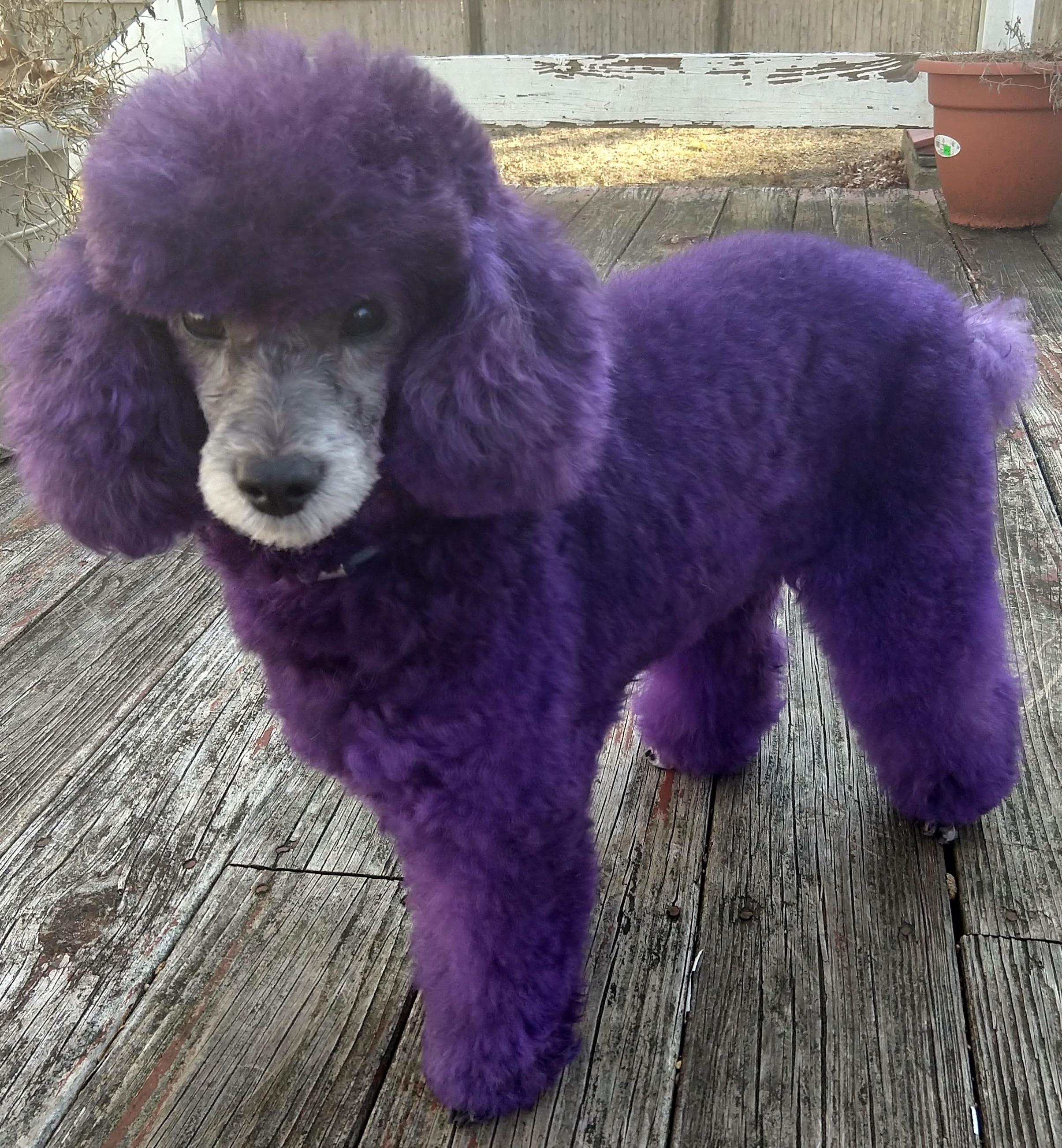 Shops closed, I can finally groom my own dog! r/doggrooming