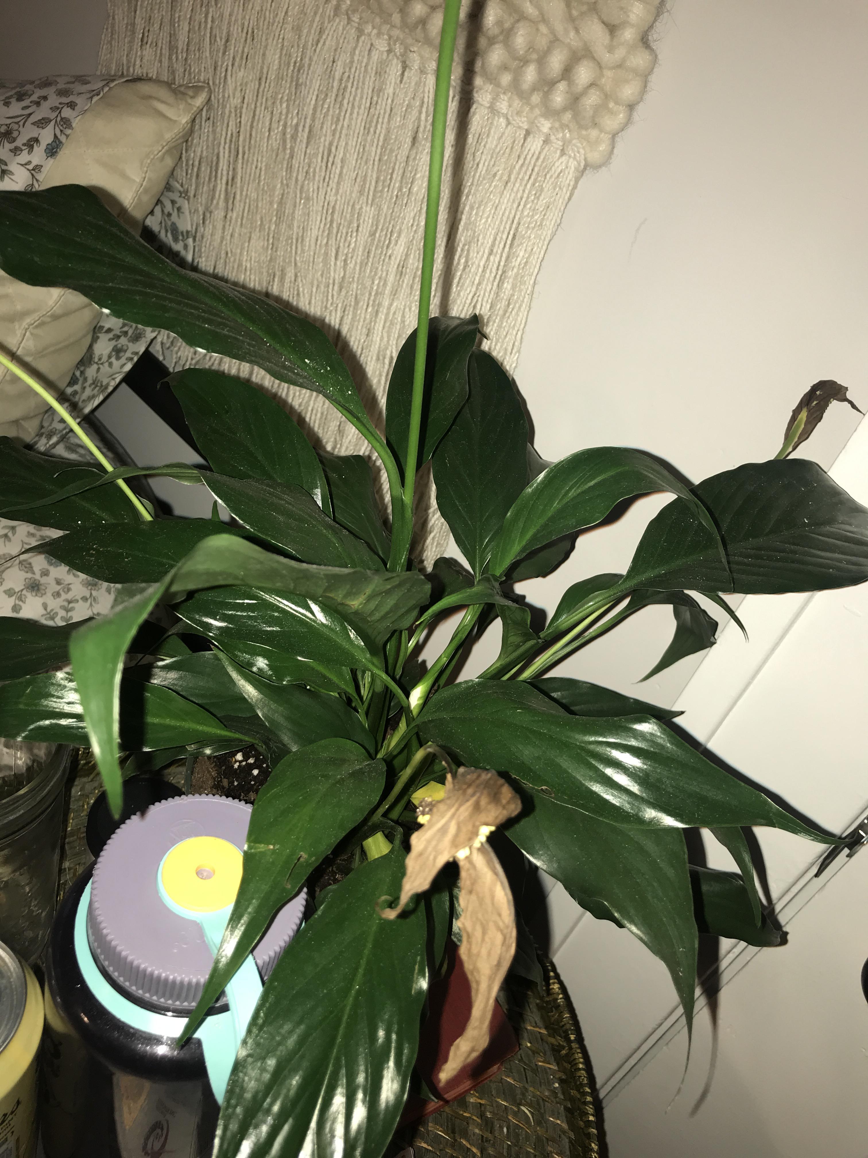 help my peace lily flowers are turning brown and some leaves at the