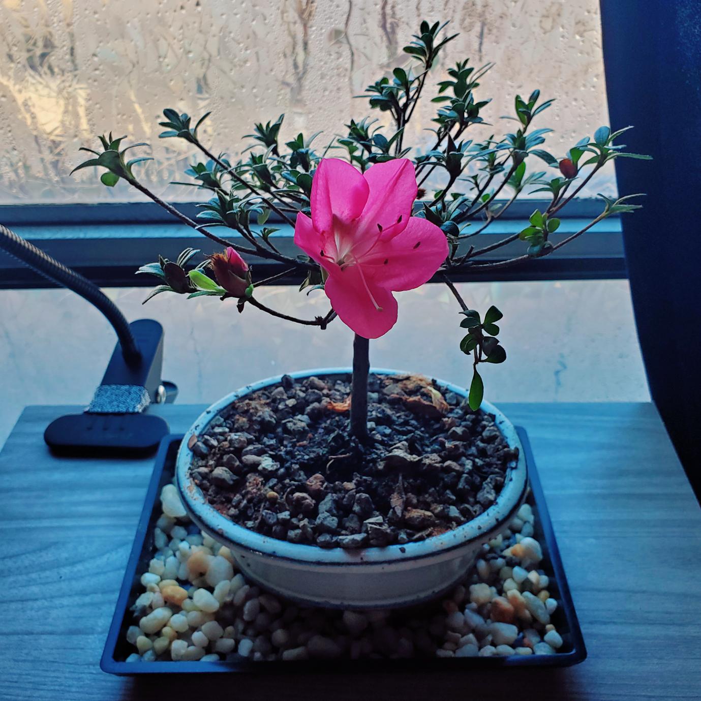 First flower on the Bonsai tree my bf got me for Valentine's day r/pics