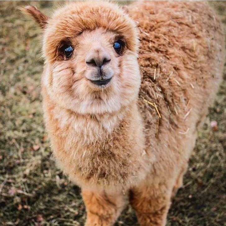 The sweet face of a baby alpaca. r/aww