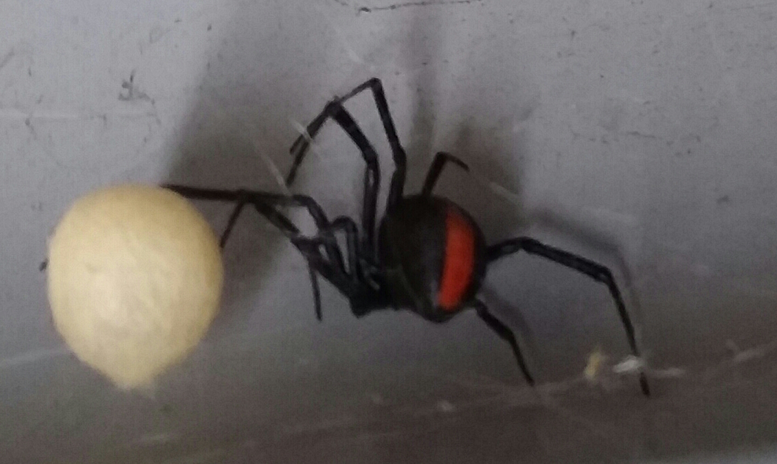 How To Kill A Black Widow Egg Sac