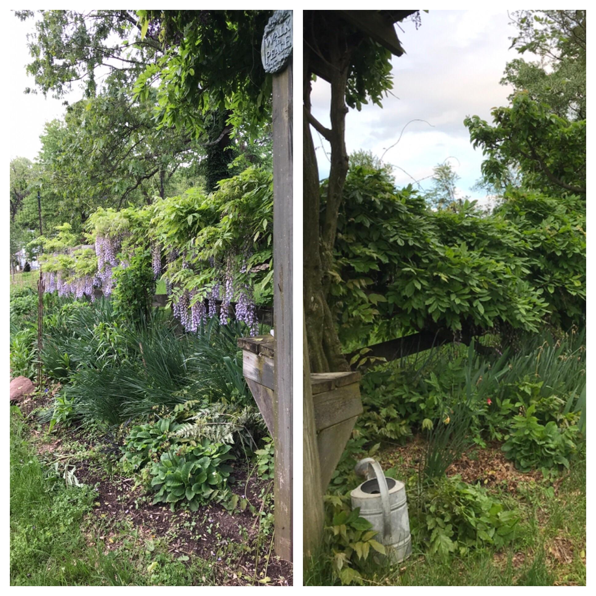 Should it stay or should it go? The wisteria plant on the left blooms