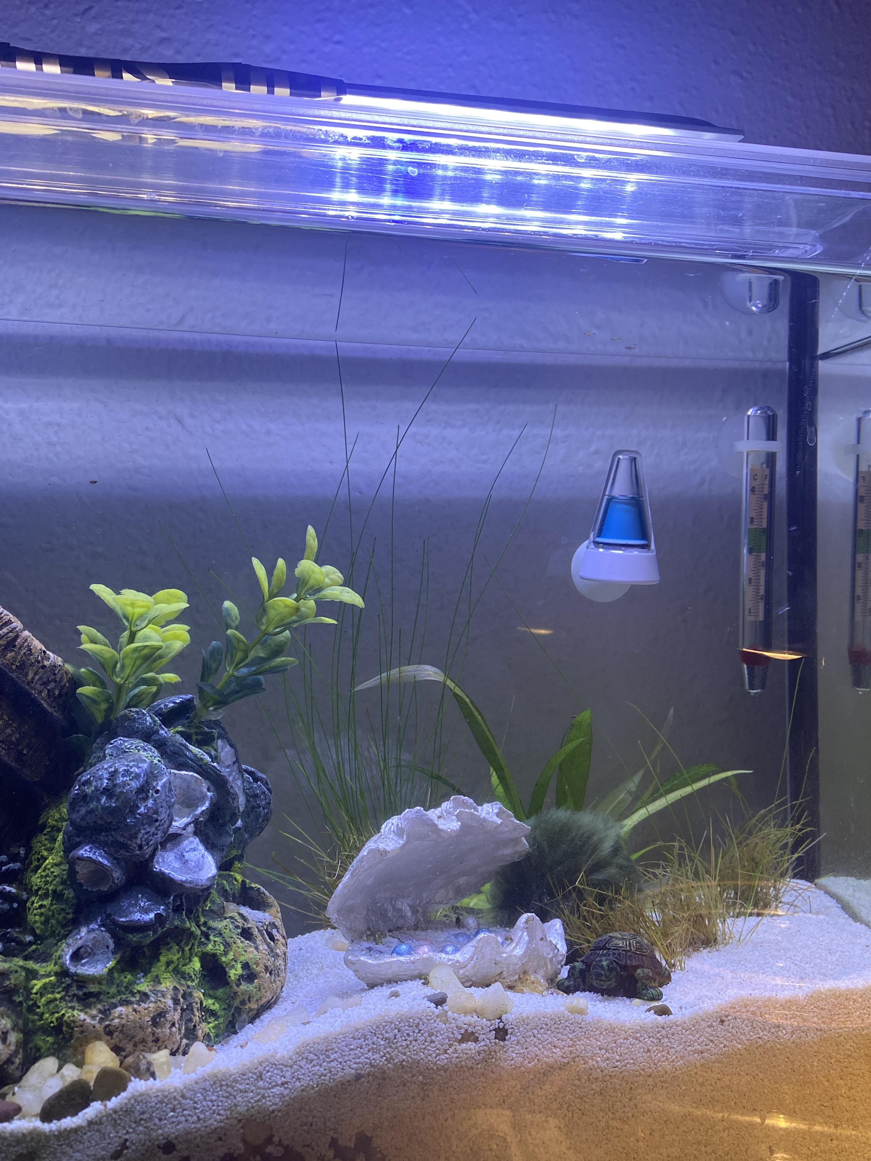 Why isnt my other grass growing as much at this tall one? r/Aquariums