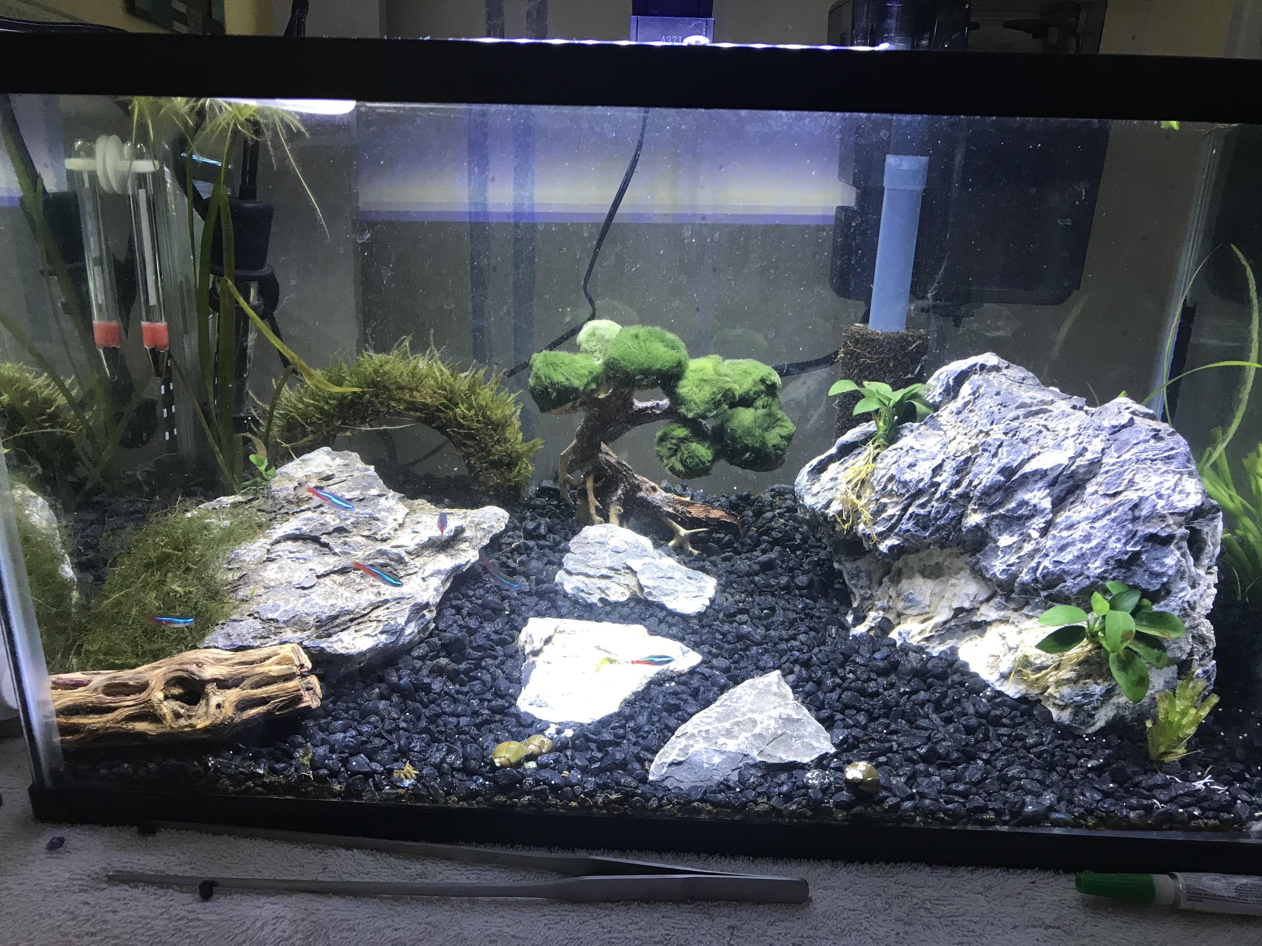 I just got a little driftwood and moss ball bonsai tree but I can’t