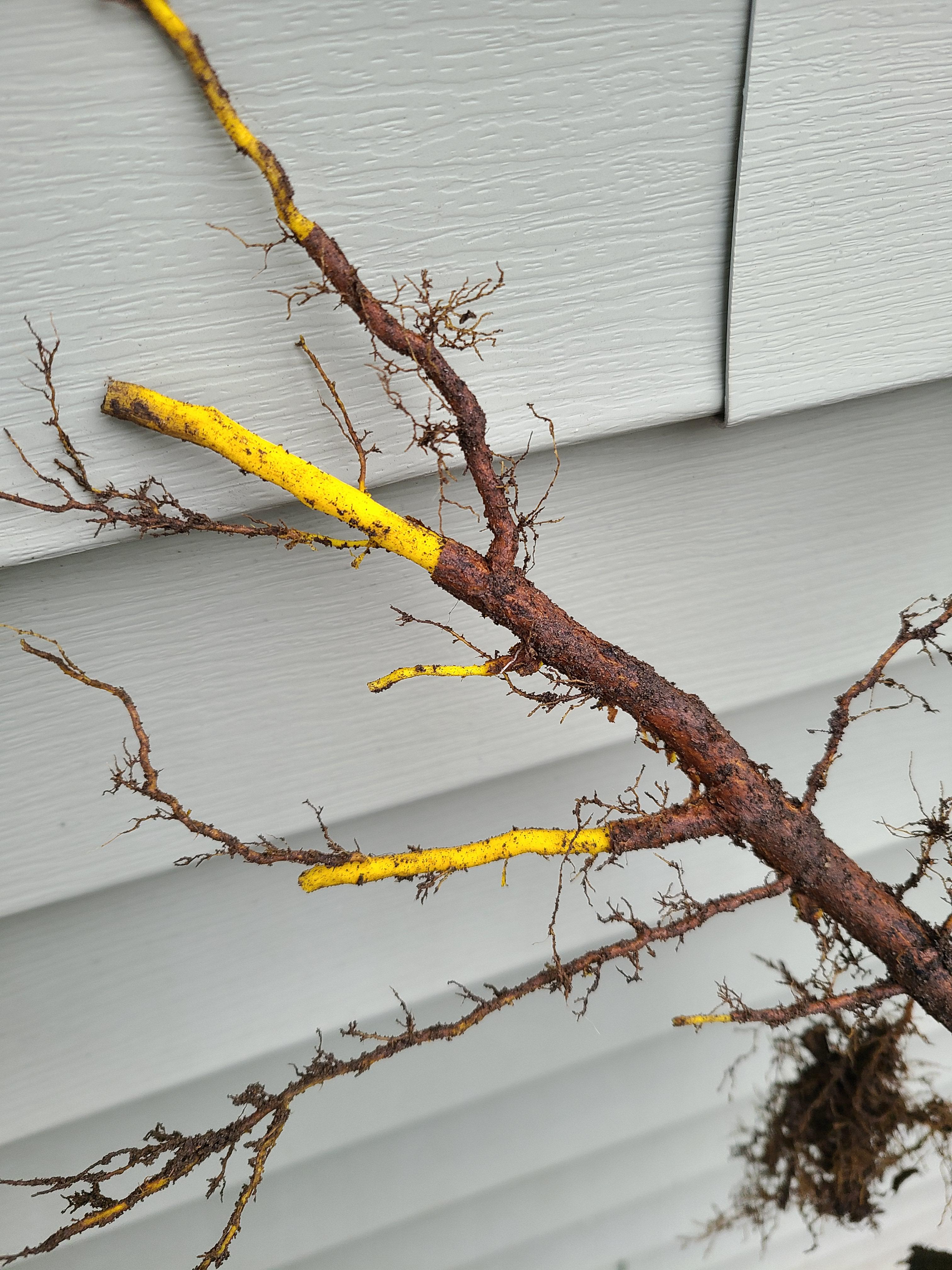 What kind of plant has neon yellow roots??? r/PlantIdentification