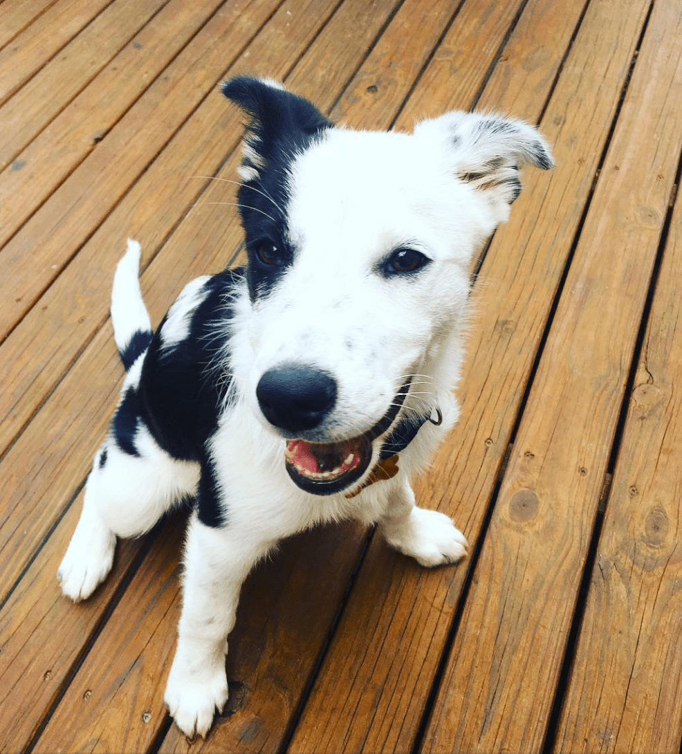 Our 13 week old Border Collie/Kelpie graduated puppy school! BorderCollie