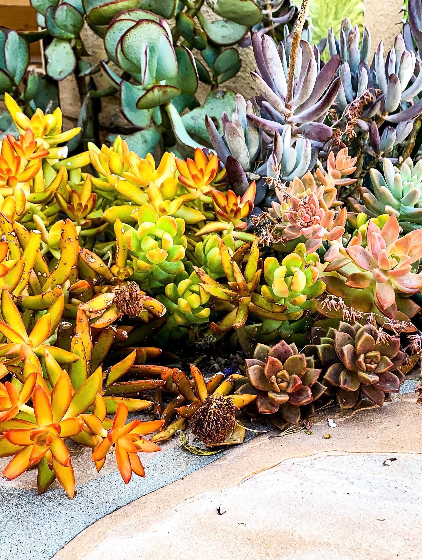 Plants loving the heat in Arizona r/succulents