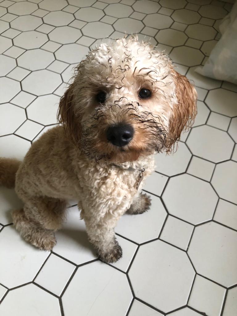 Bertie my 9 month old puppy has had some fun Awww