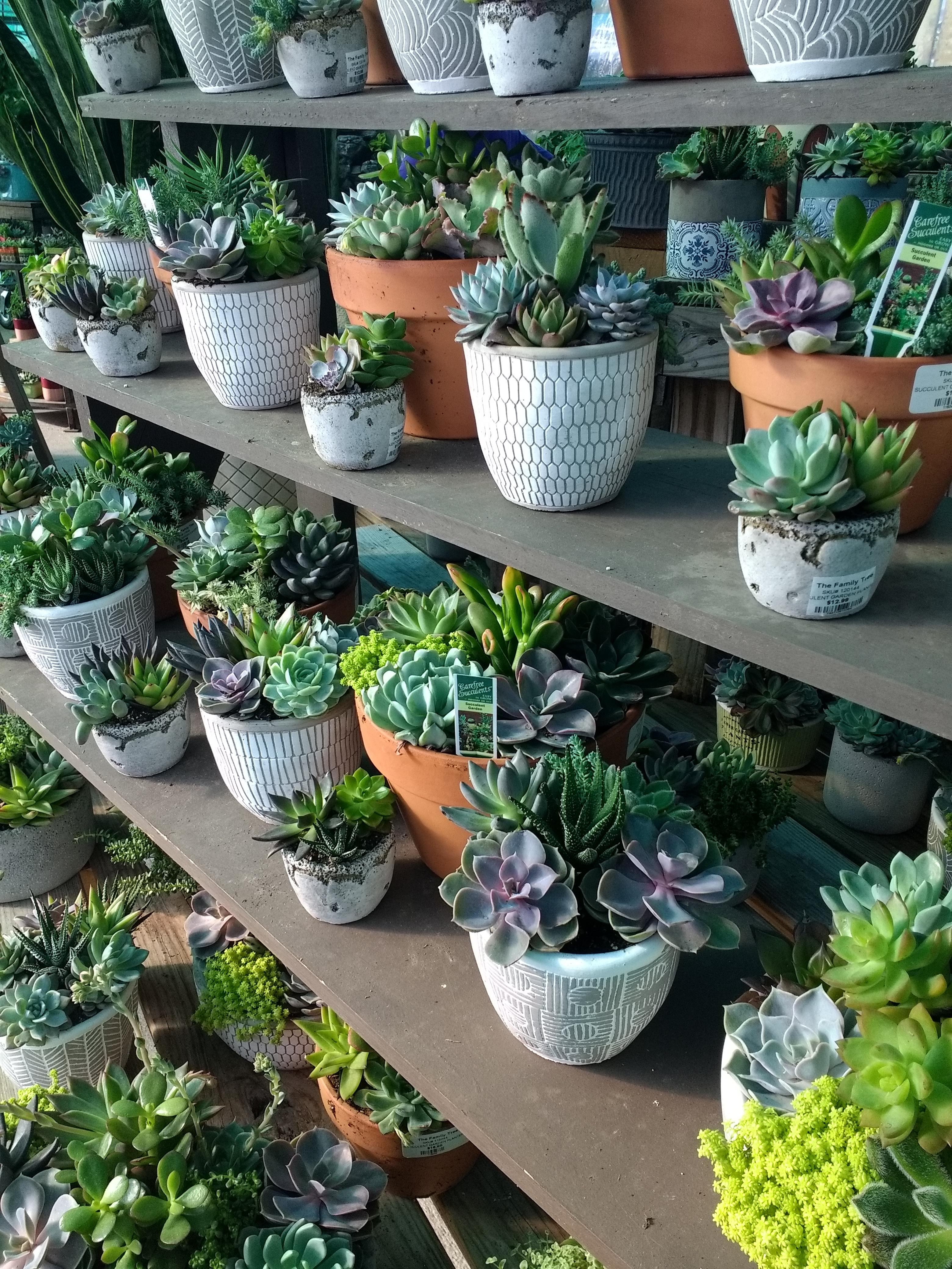 It's hard to find decent succulents in USA but I walked in on