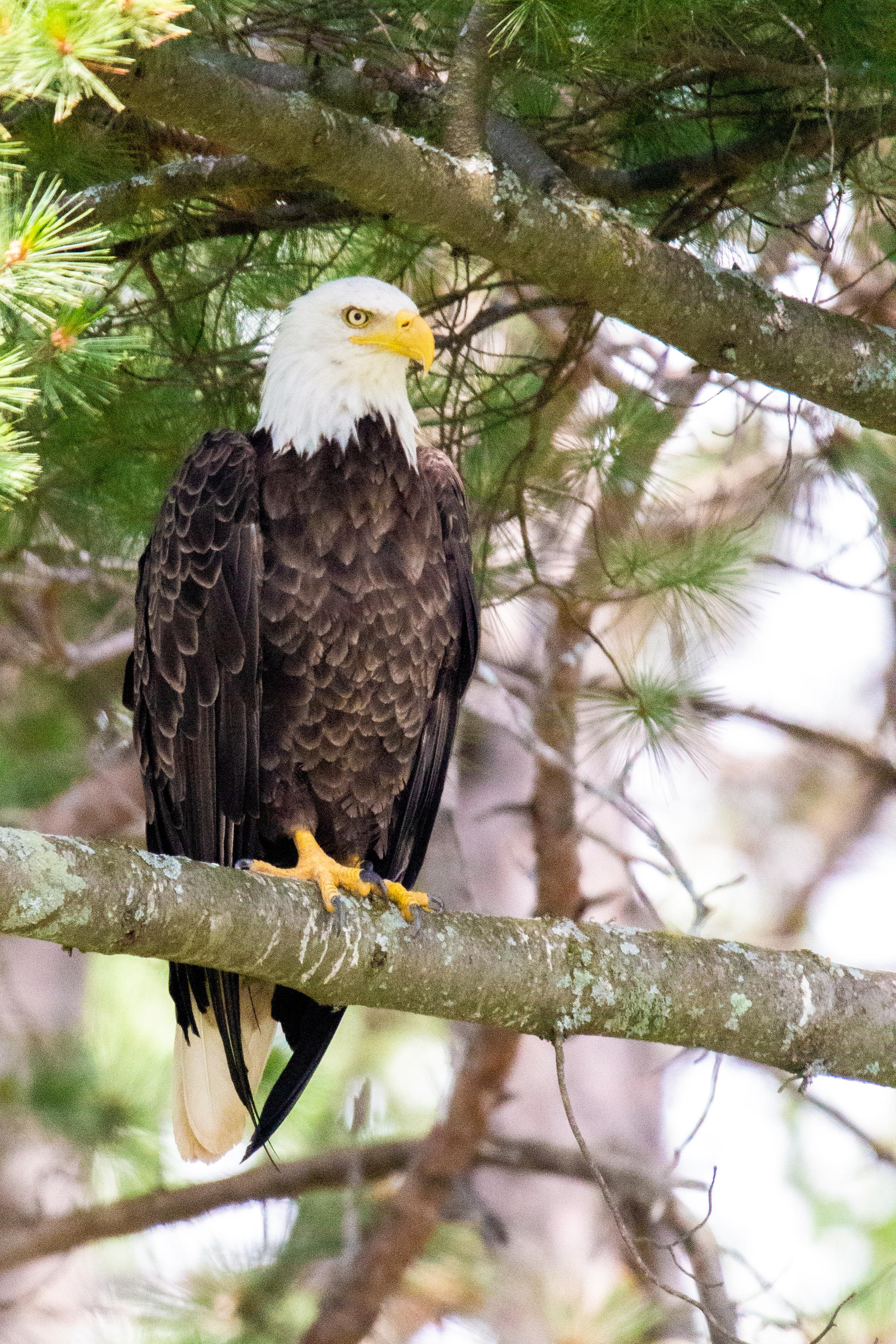 Bald Eagle in Nothern Wisconsin r/wildlifephotography