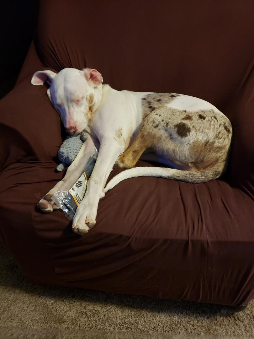 Rescued a 4 month old Catahoula Leopard dog, partially blind