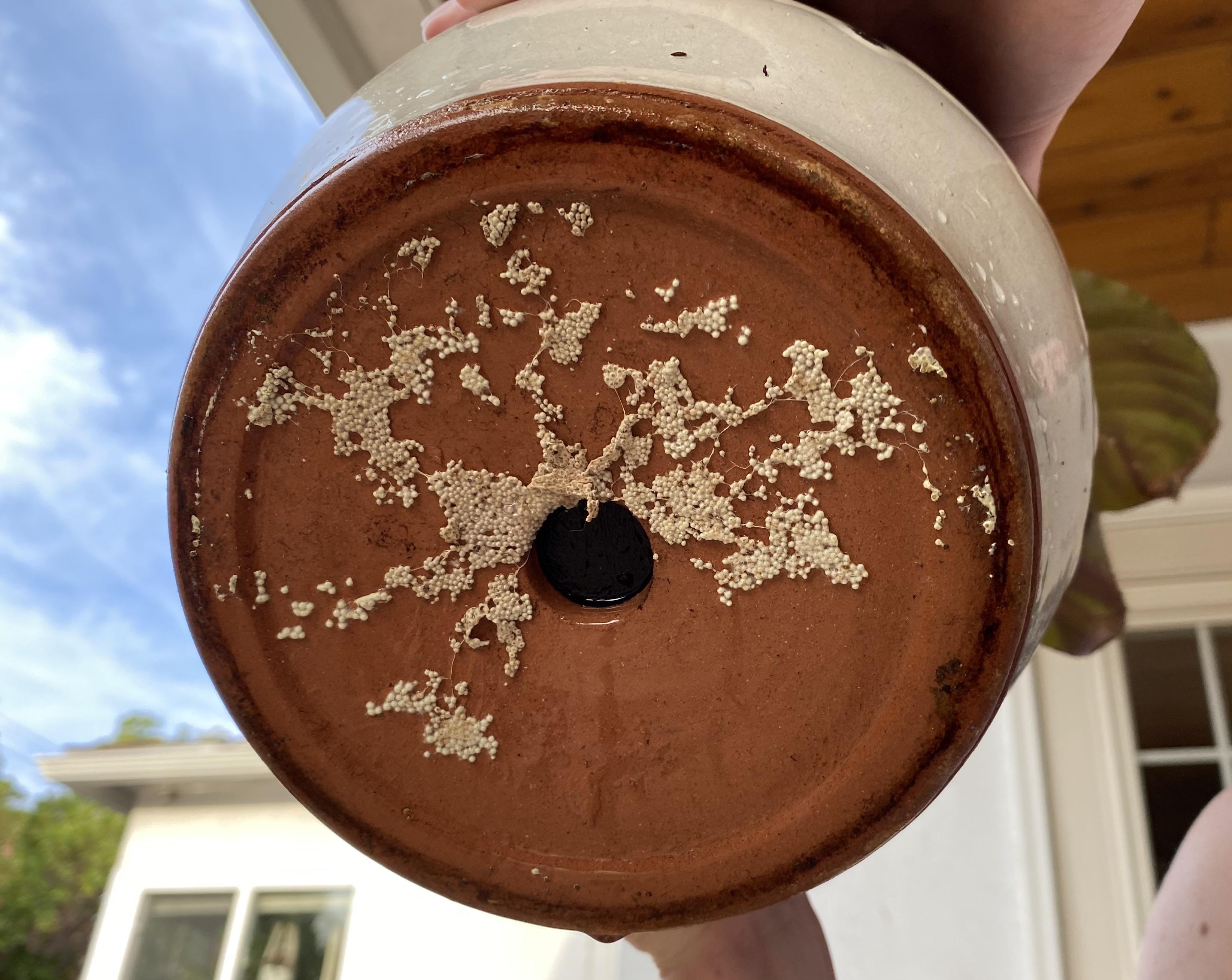 Are these little white balls fungus or bug eggs? The pot is wet because