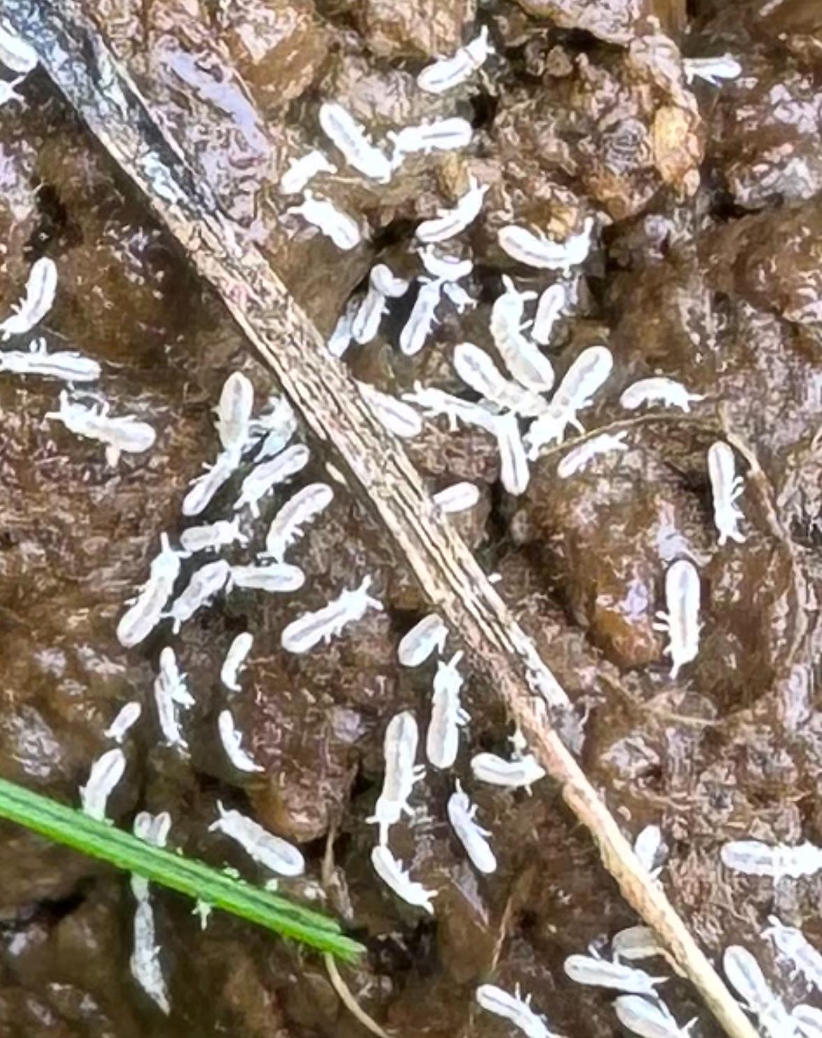White bugs on dog poop r/whatsthisbug