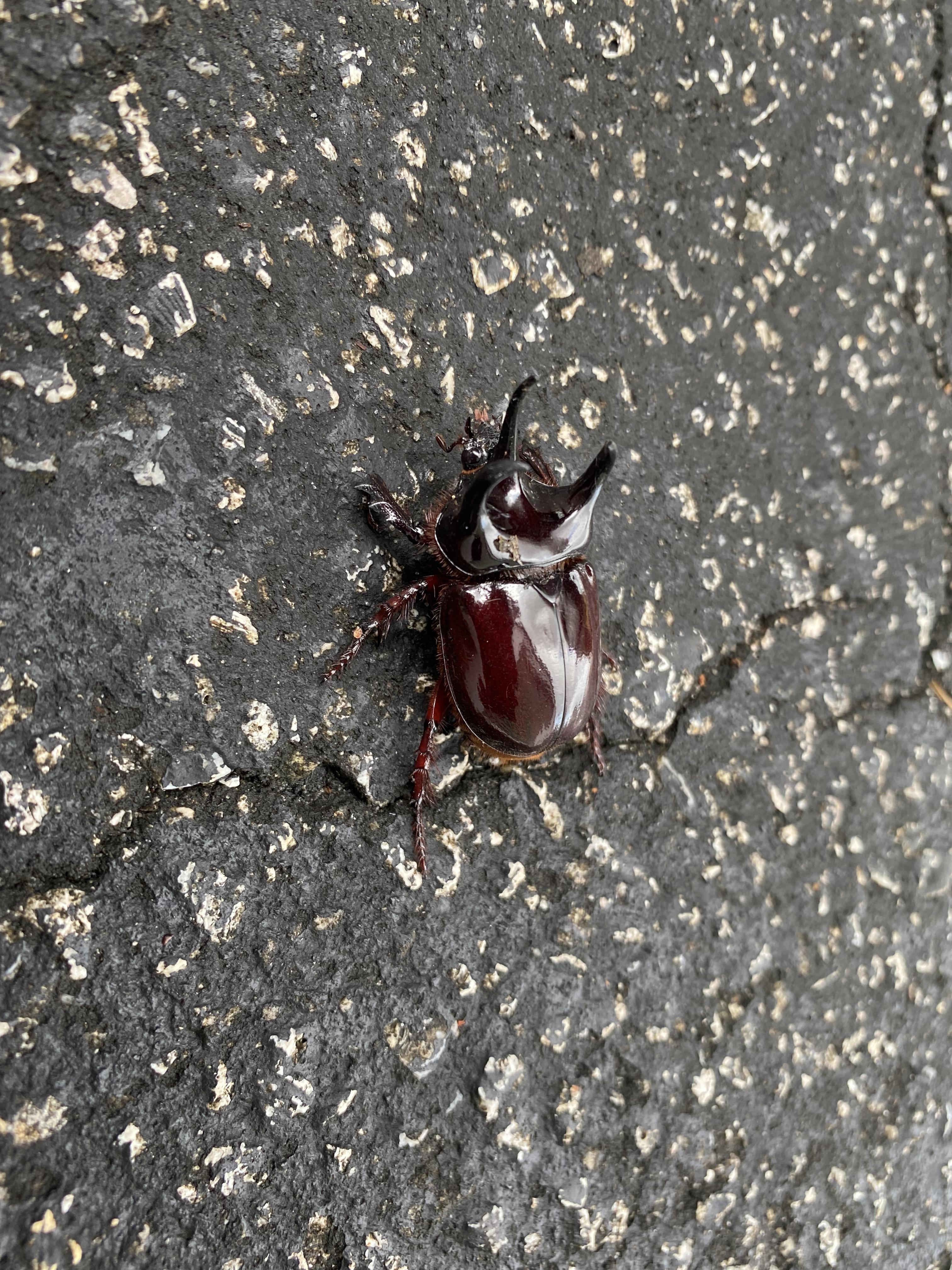 Horned Beetle Wilmington