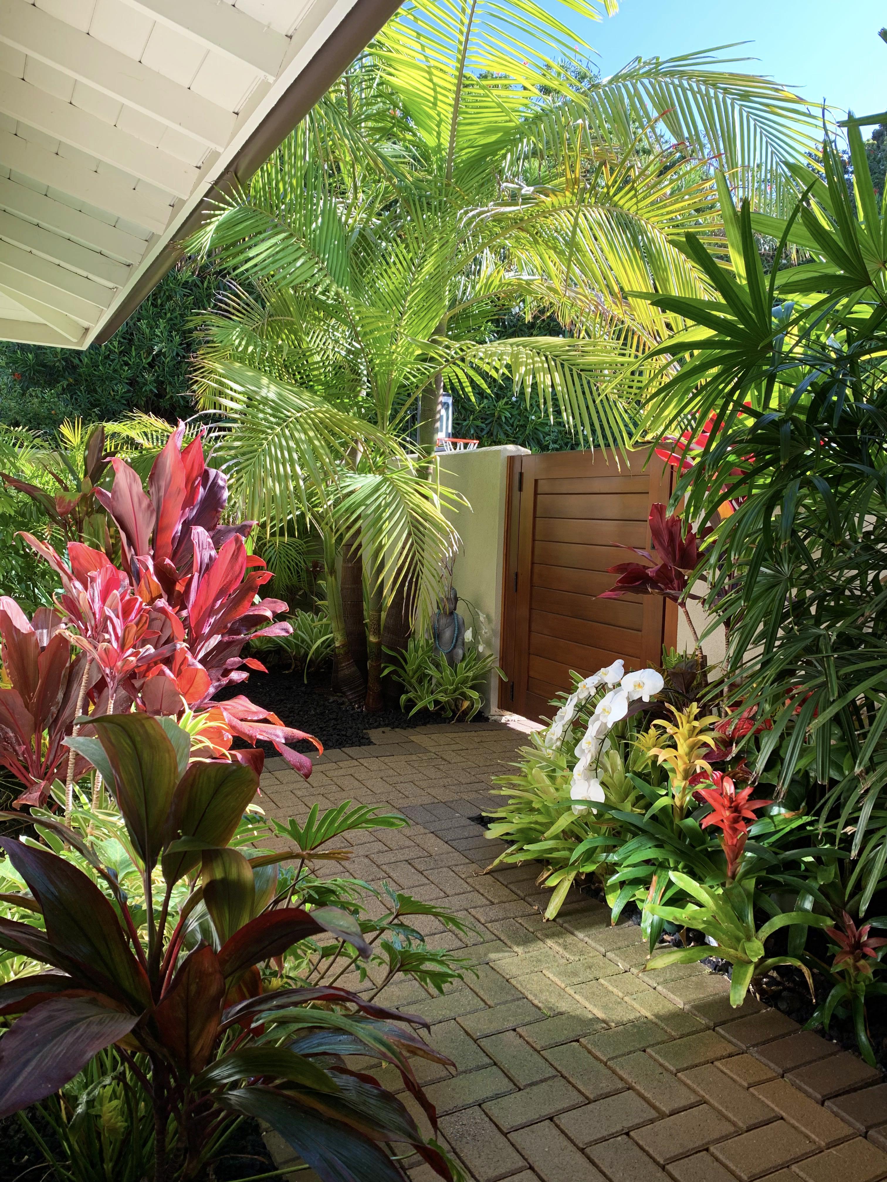 My tropical courtyard, coastal Southern California. r/Tropical