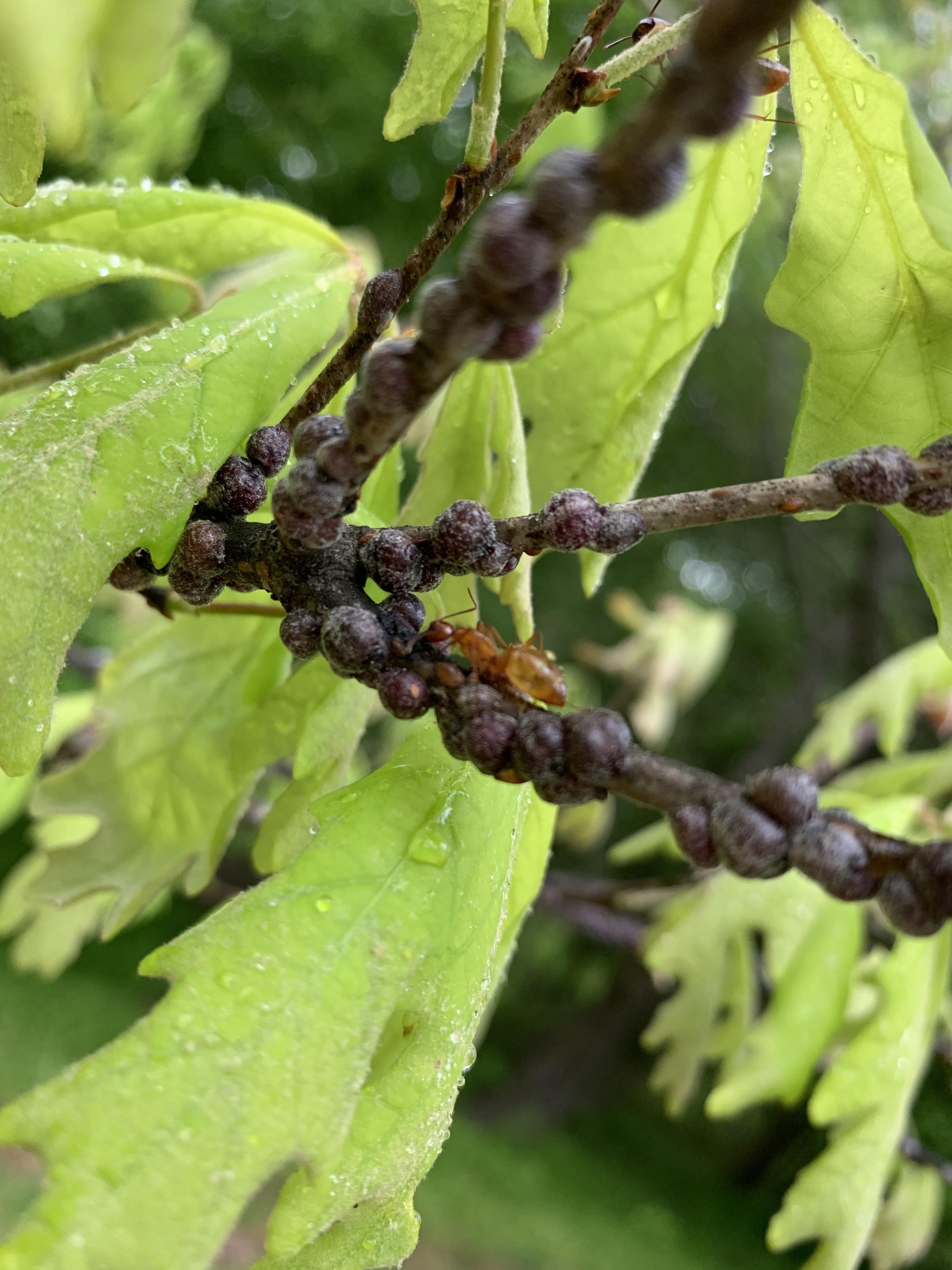 Identification Help! Red Ants Tending Pods? on Oak Tree Branches