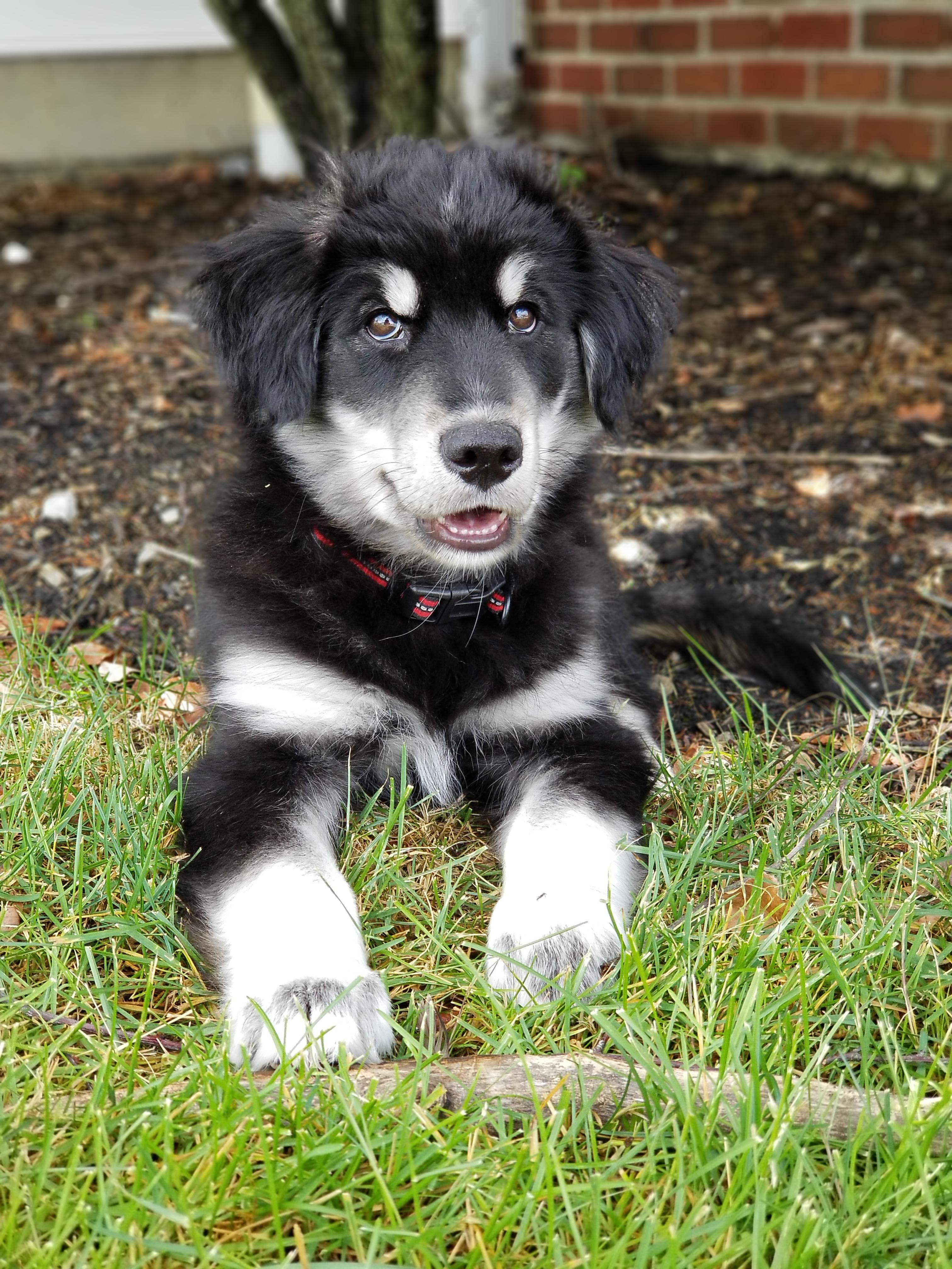Husky Golden Retriever Mix Full Grown