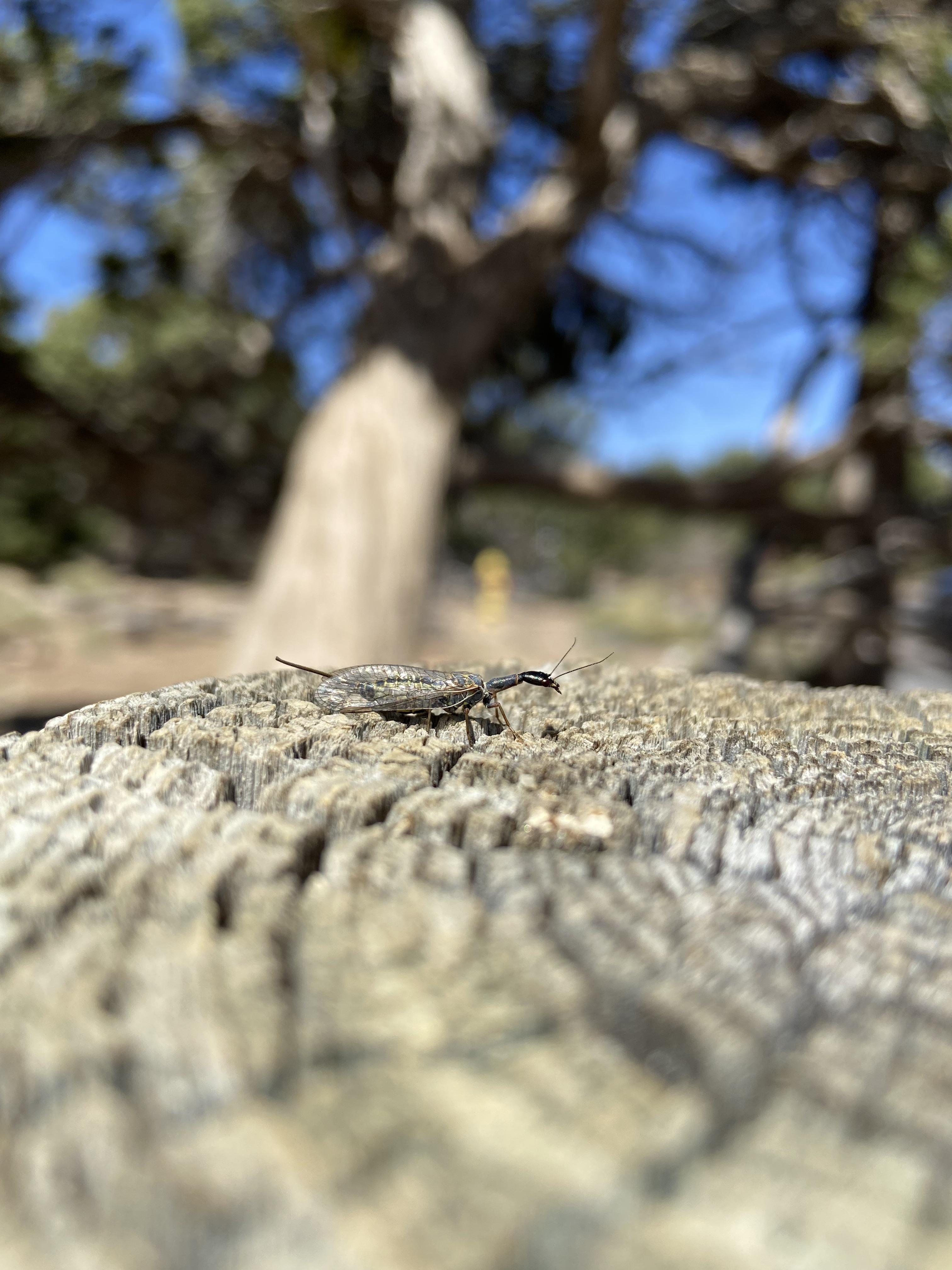 Found on top of a wooden pile in the Grand Canyon area. What is this