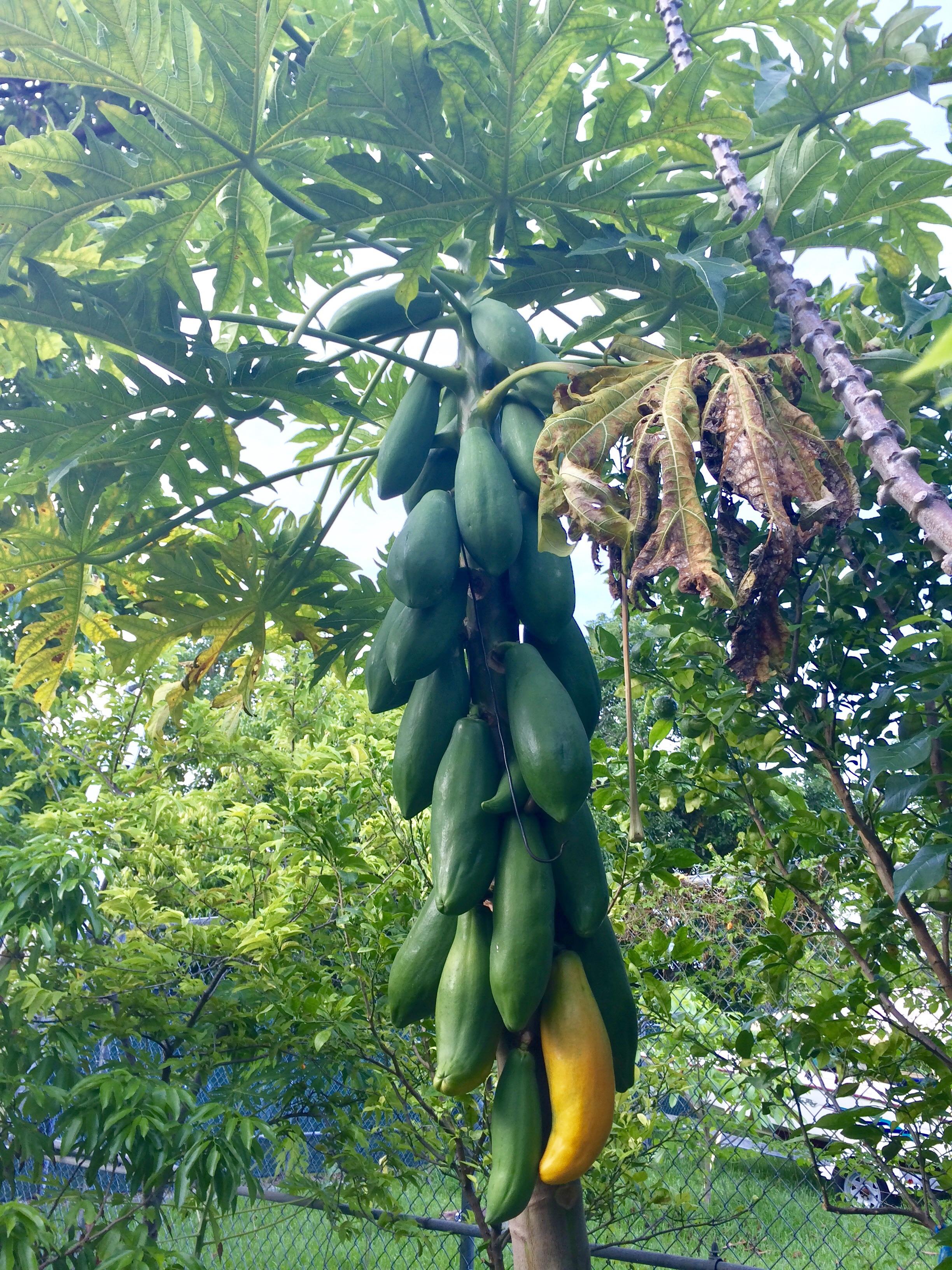 A papaya plant growing in Miami, Florida r/gardening