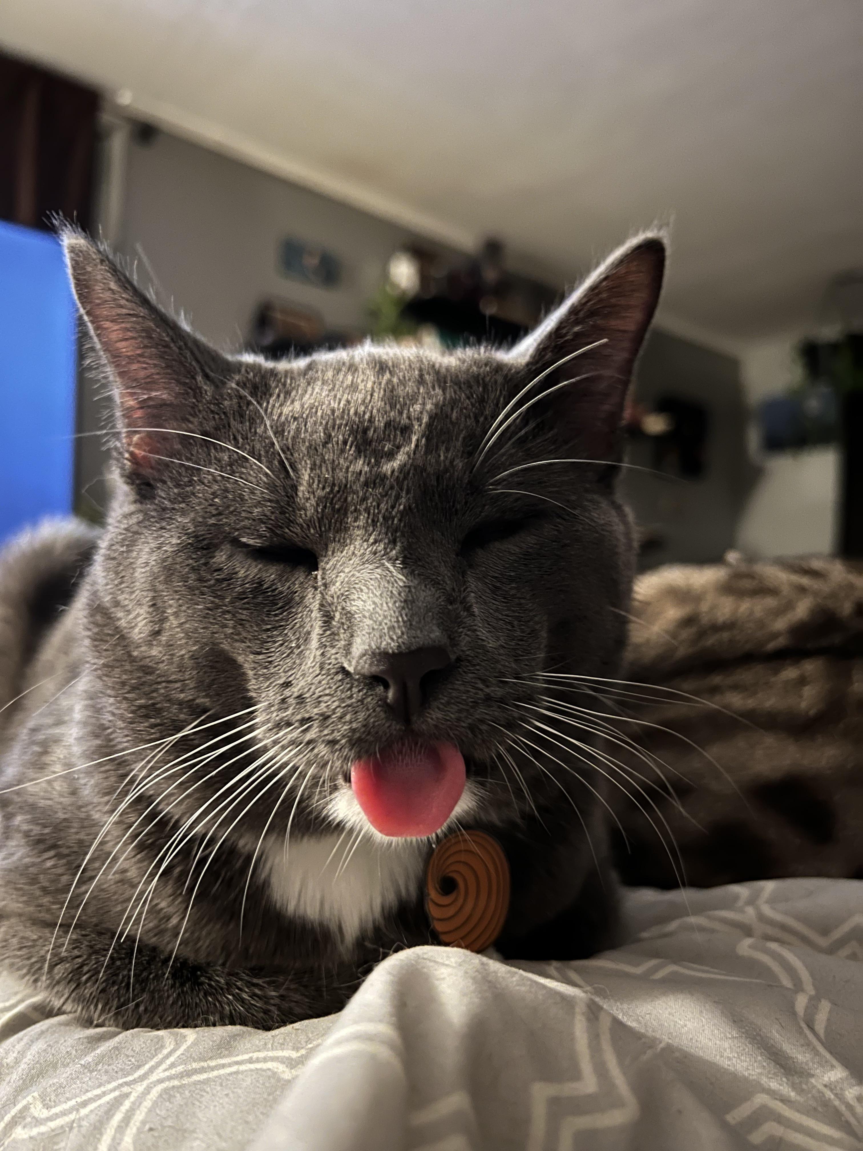 Is my cat dead? Or just derp. Please help lololol poor sweet baby