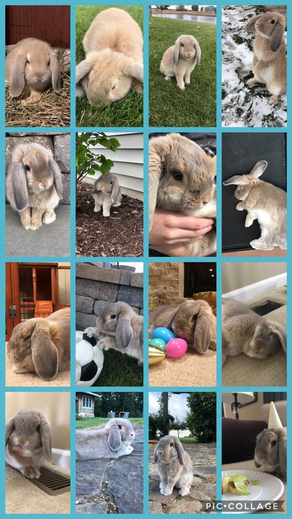 💙💙 8 weeks old, to 1 year 💙💙 r/Rabbits
